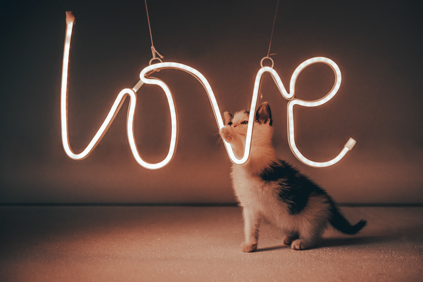 foster Kitten Ranger