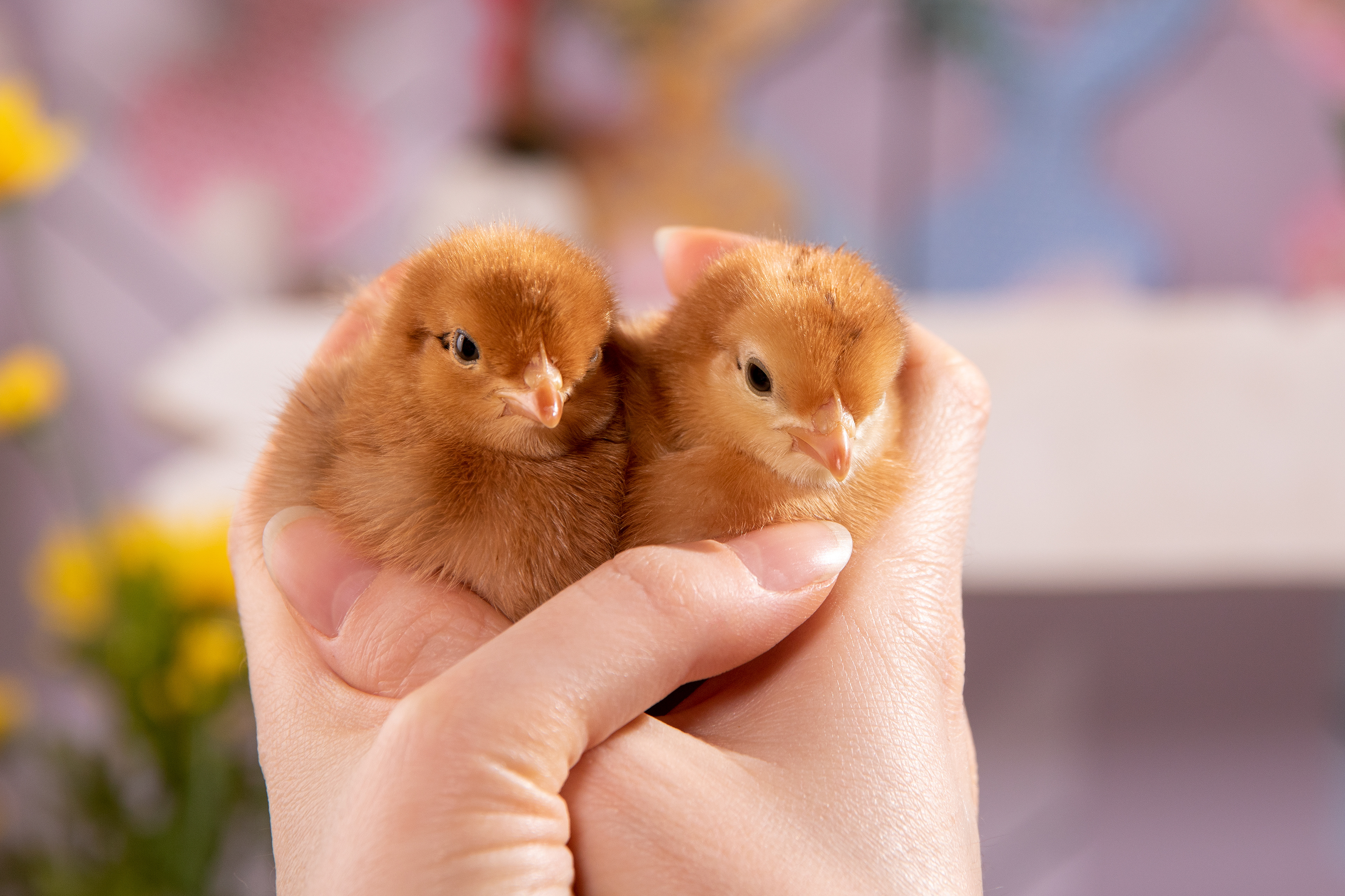 easter chicks @Geflügelhof_Brunnert