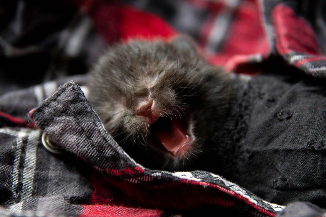 two days old foster kitten Oreo (†)