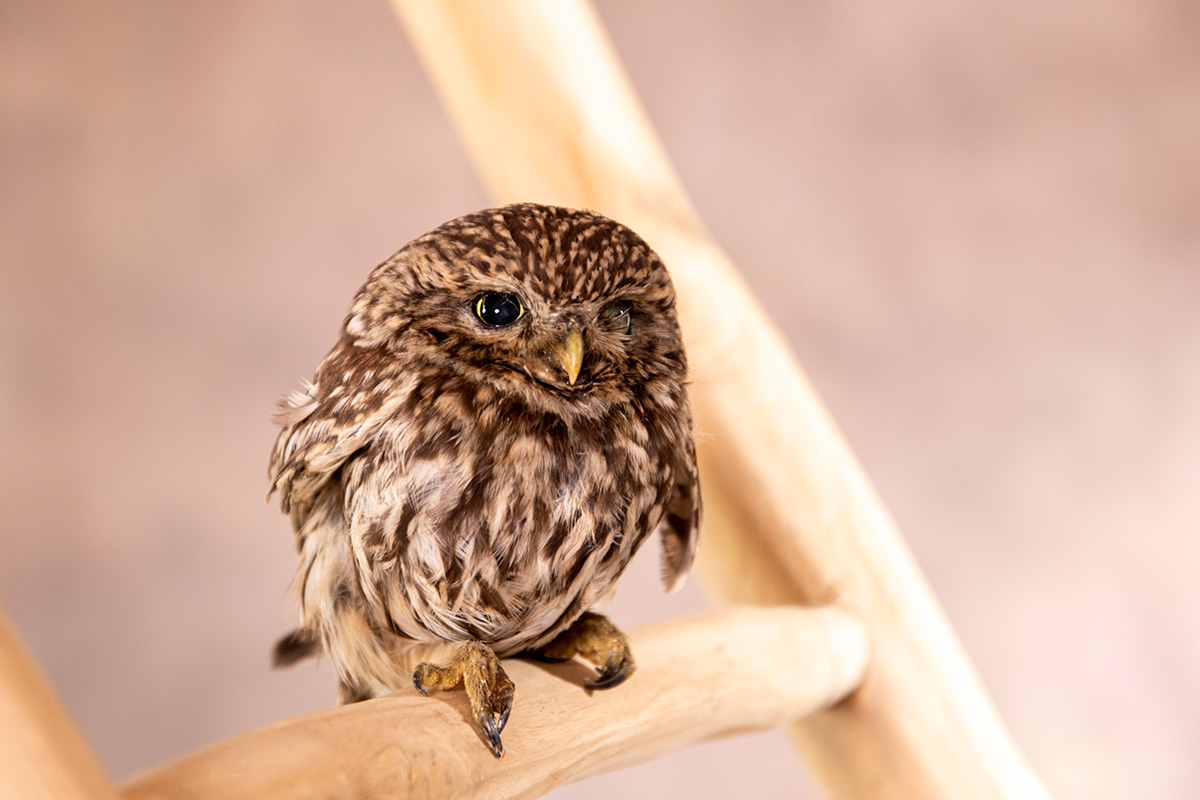 foster tiny owl Stephe (†)