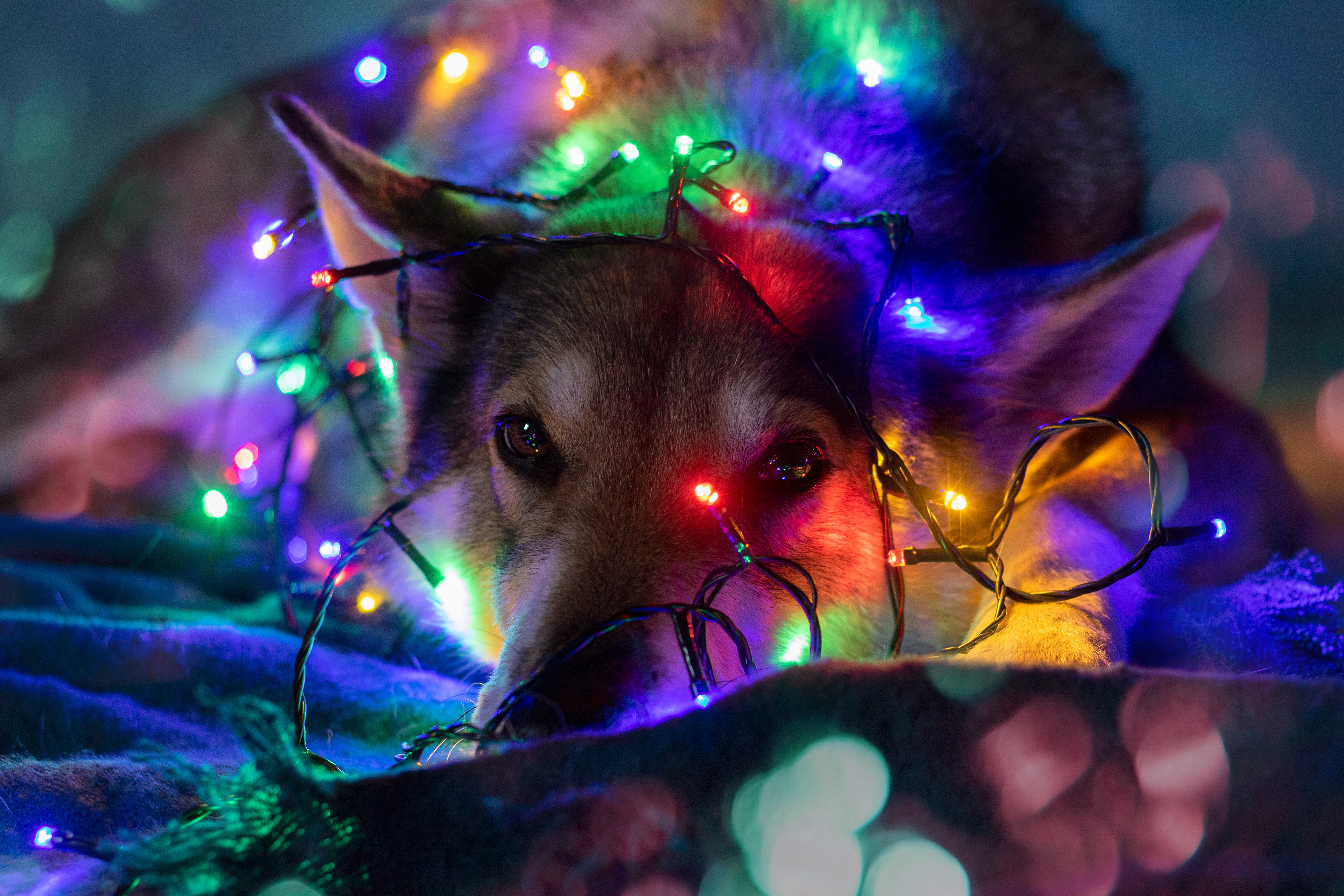 fairy lights wrapped 