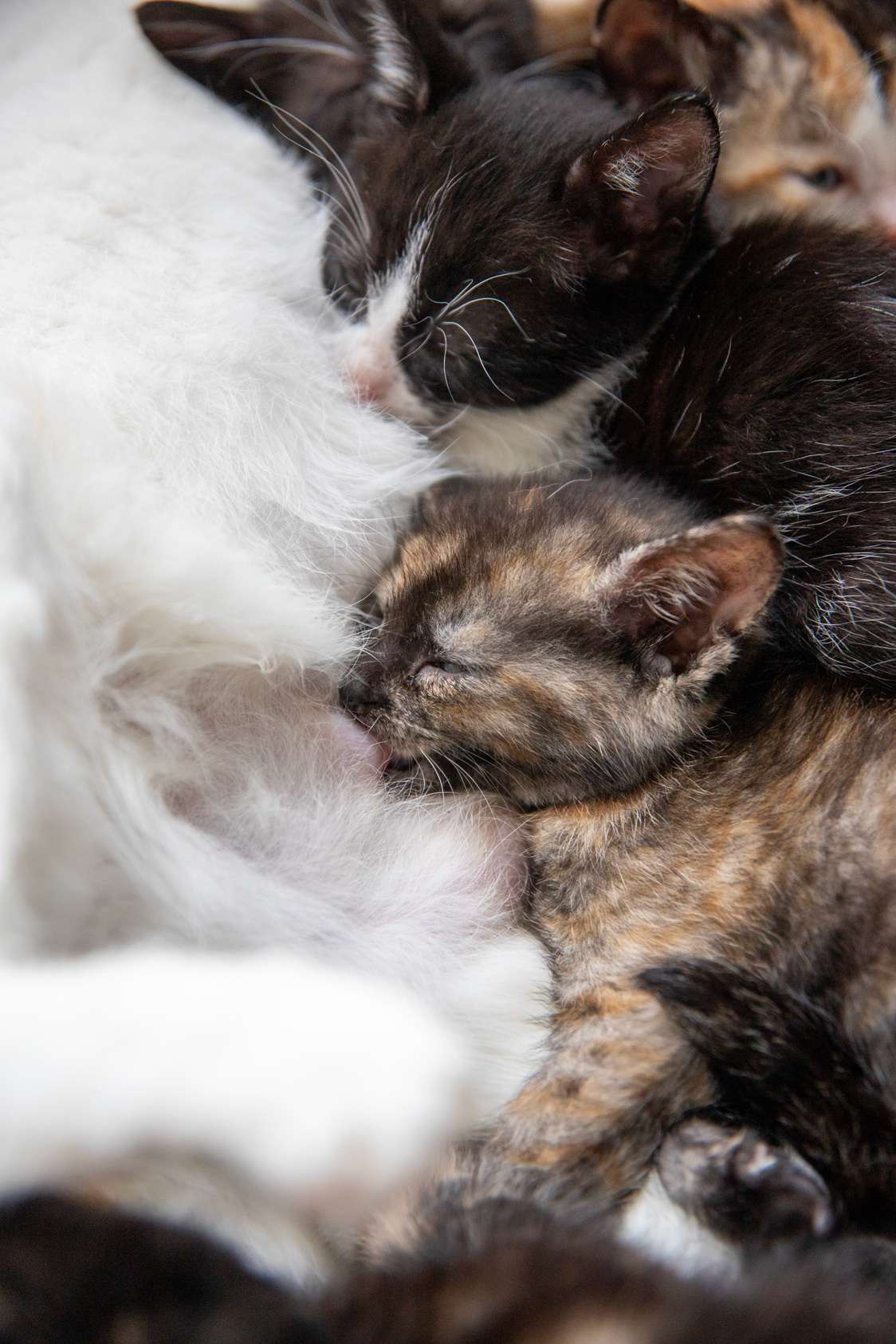 foster kitten Amberkid