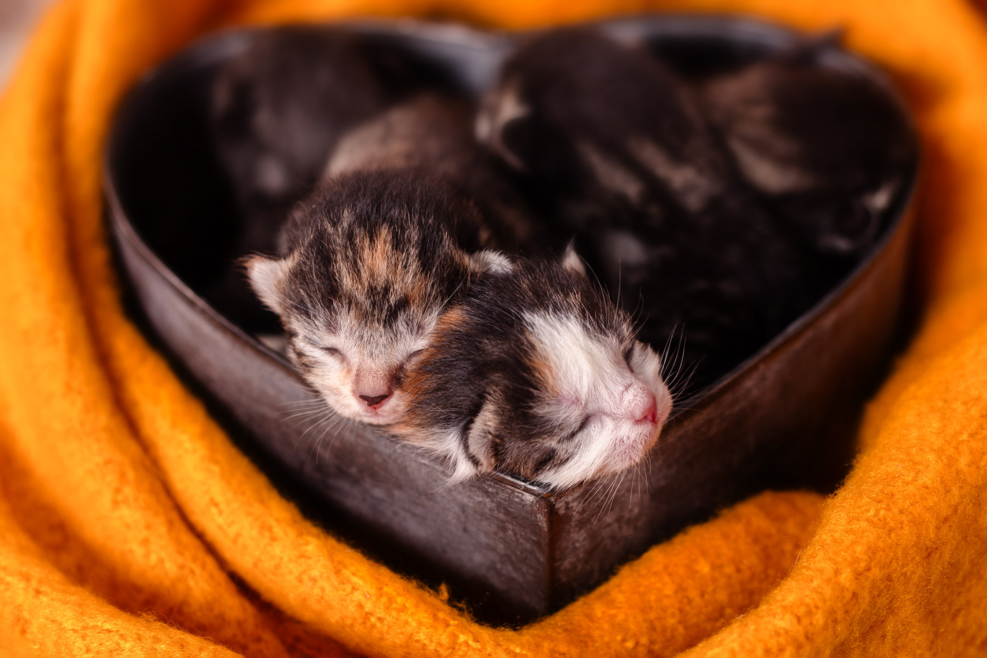 Foster kitten Michonne and Poppy