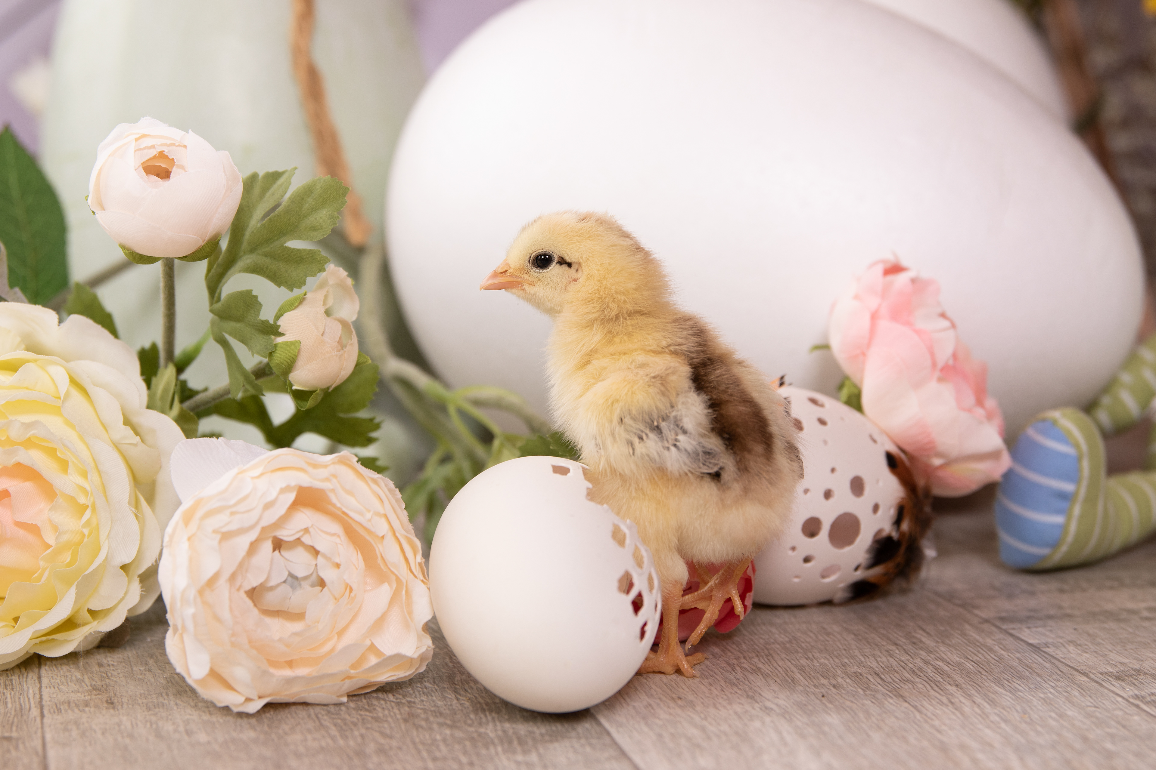 easter chick @Geflügelhof_Brunnert