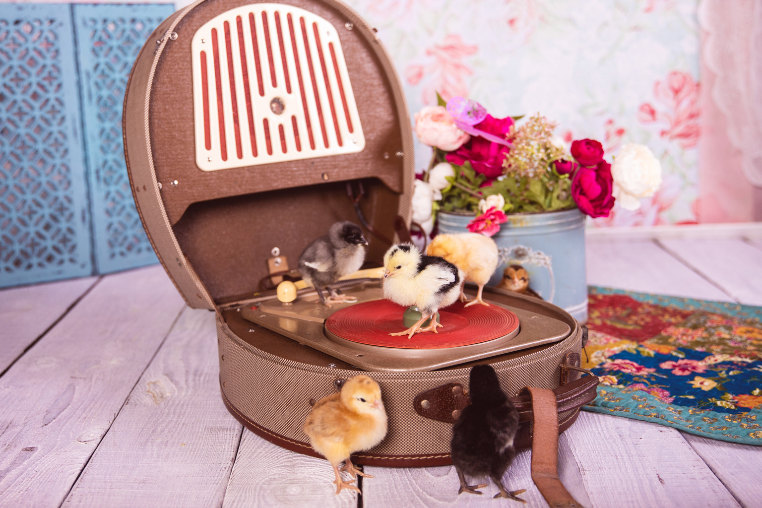 easter chicks by @Geflügelhof_Brunnert 