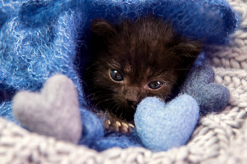 foster kitten Oreo (†)