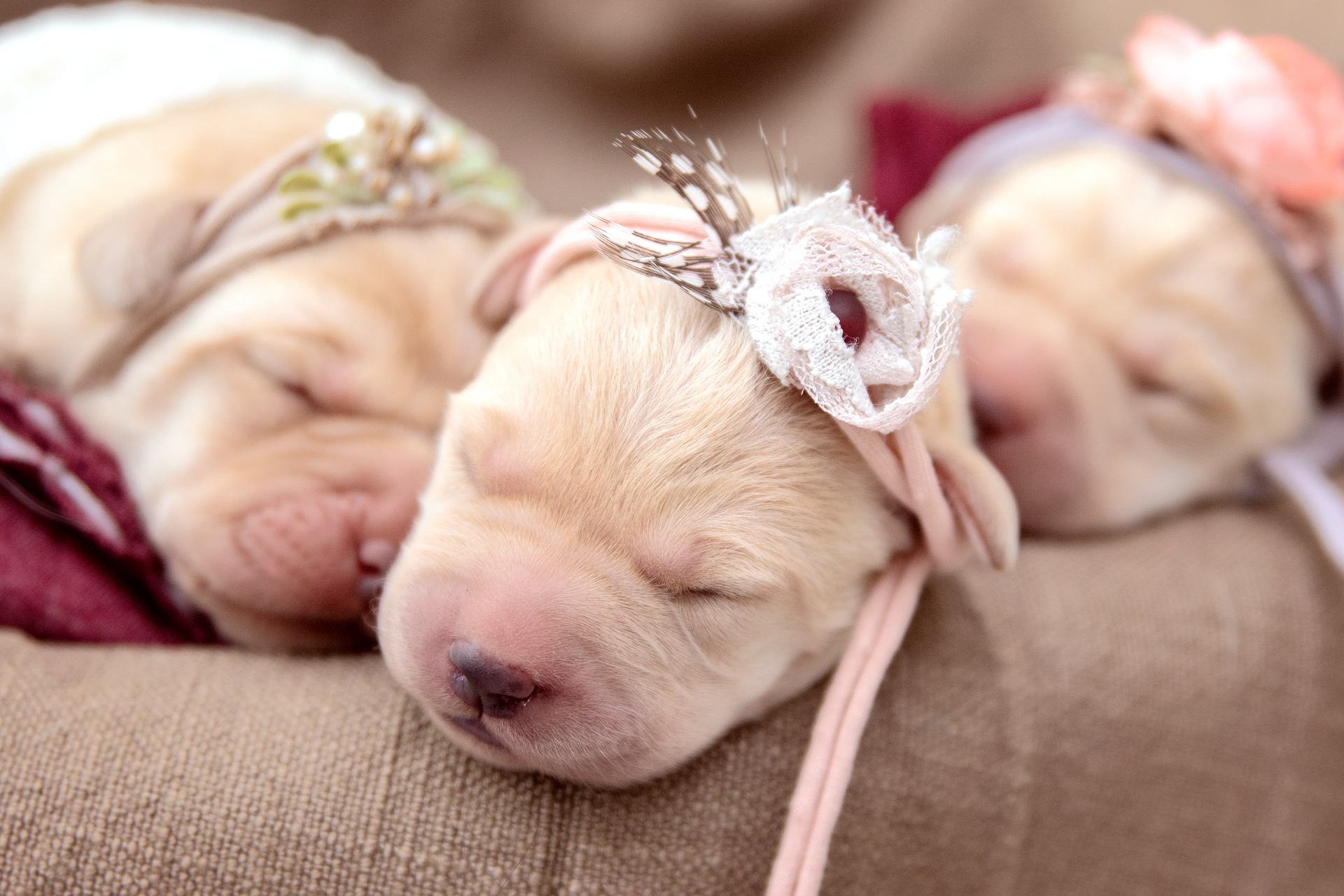 one week old Labradors 