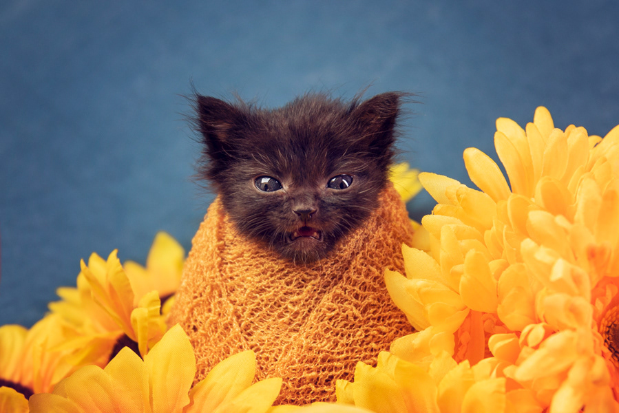 foster kitten Oreo (†)