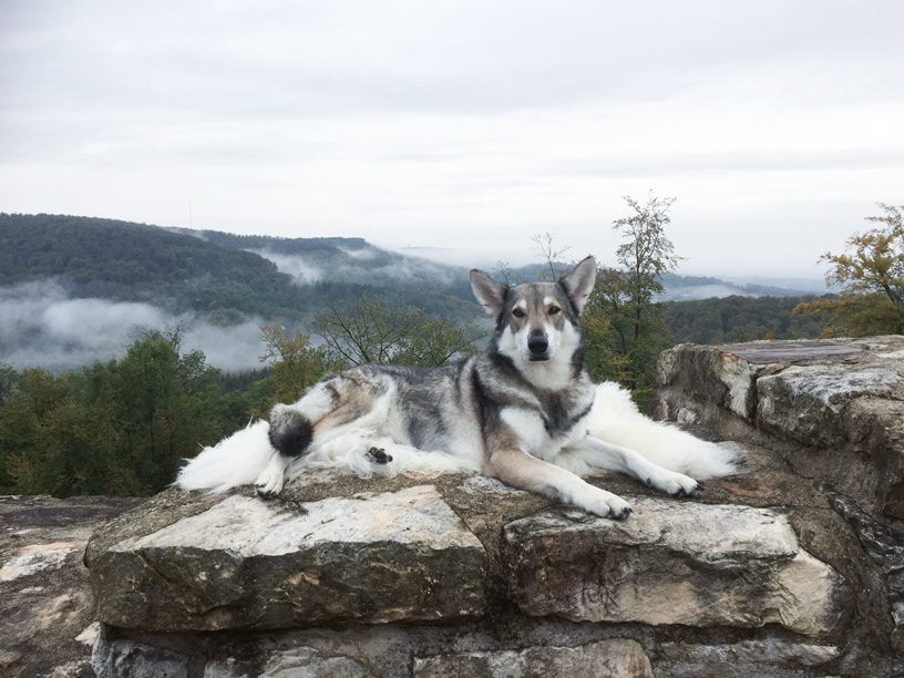 Ghost von Sirius Lupus 