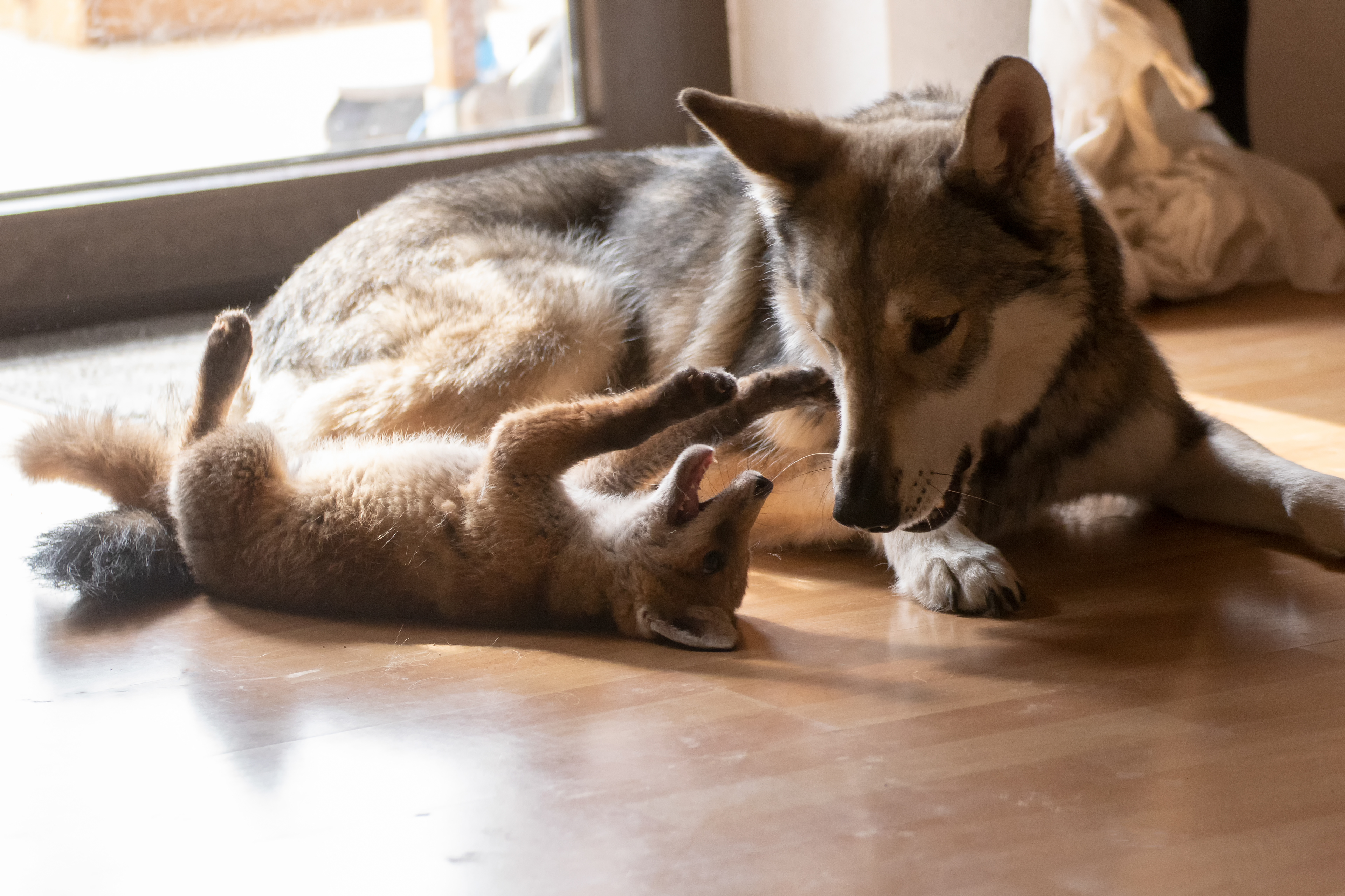 wolfdog Ghost  and foster fox Aruna