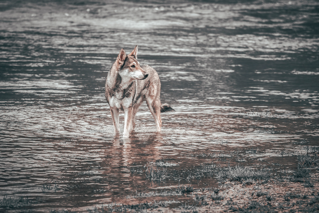 @Ghost_von_Sirius_Lupus