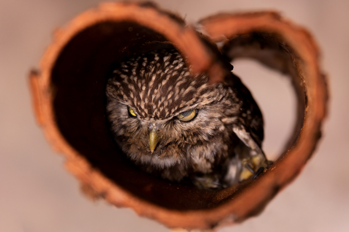  foster tiny owl Stephe (†)