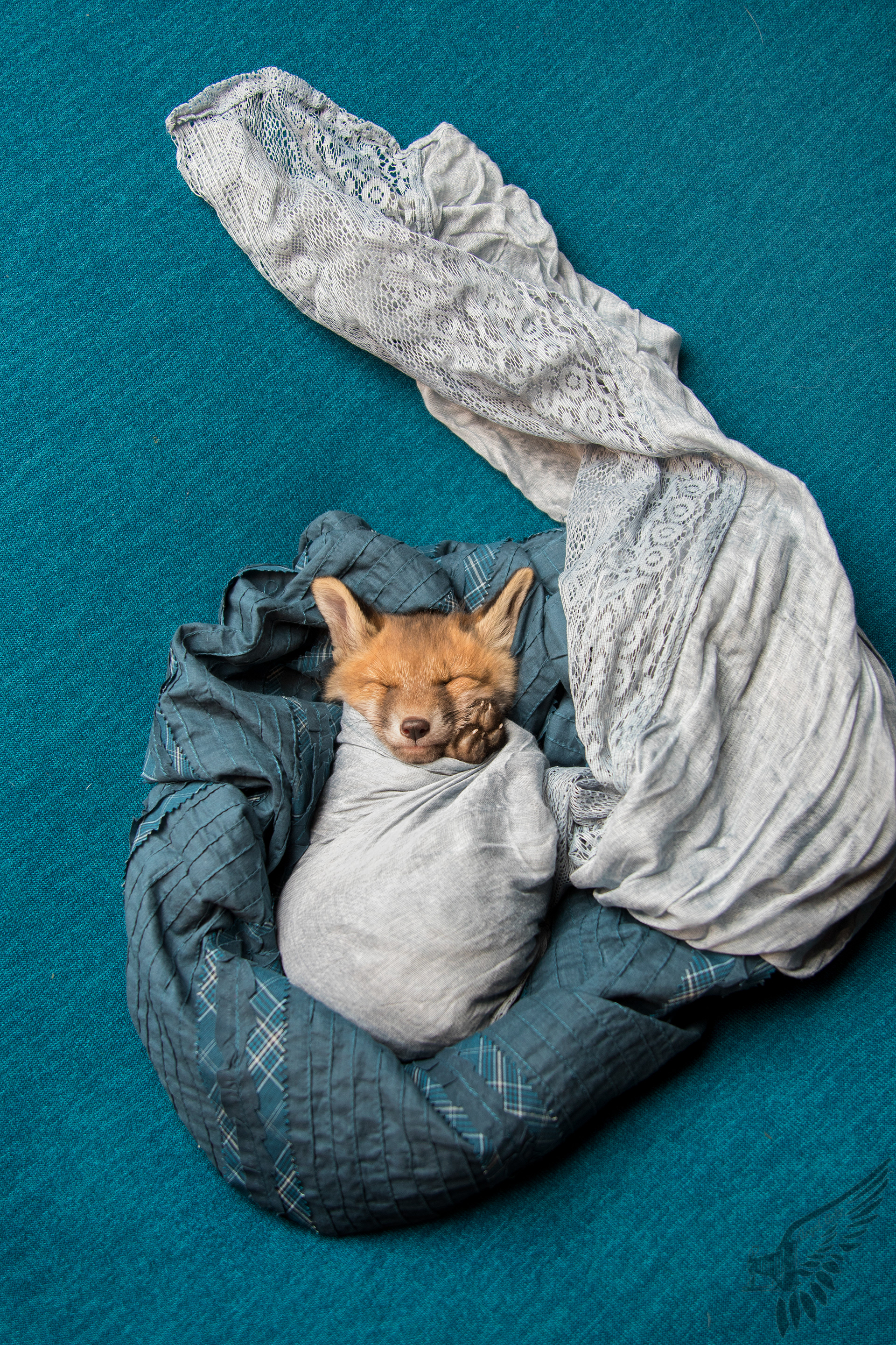 foster fox Aruna wrapped 