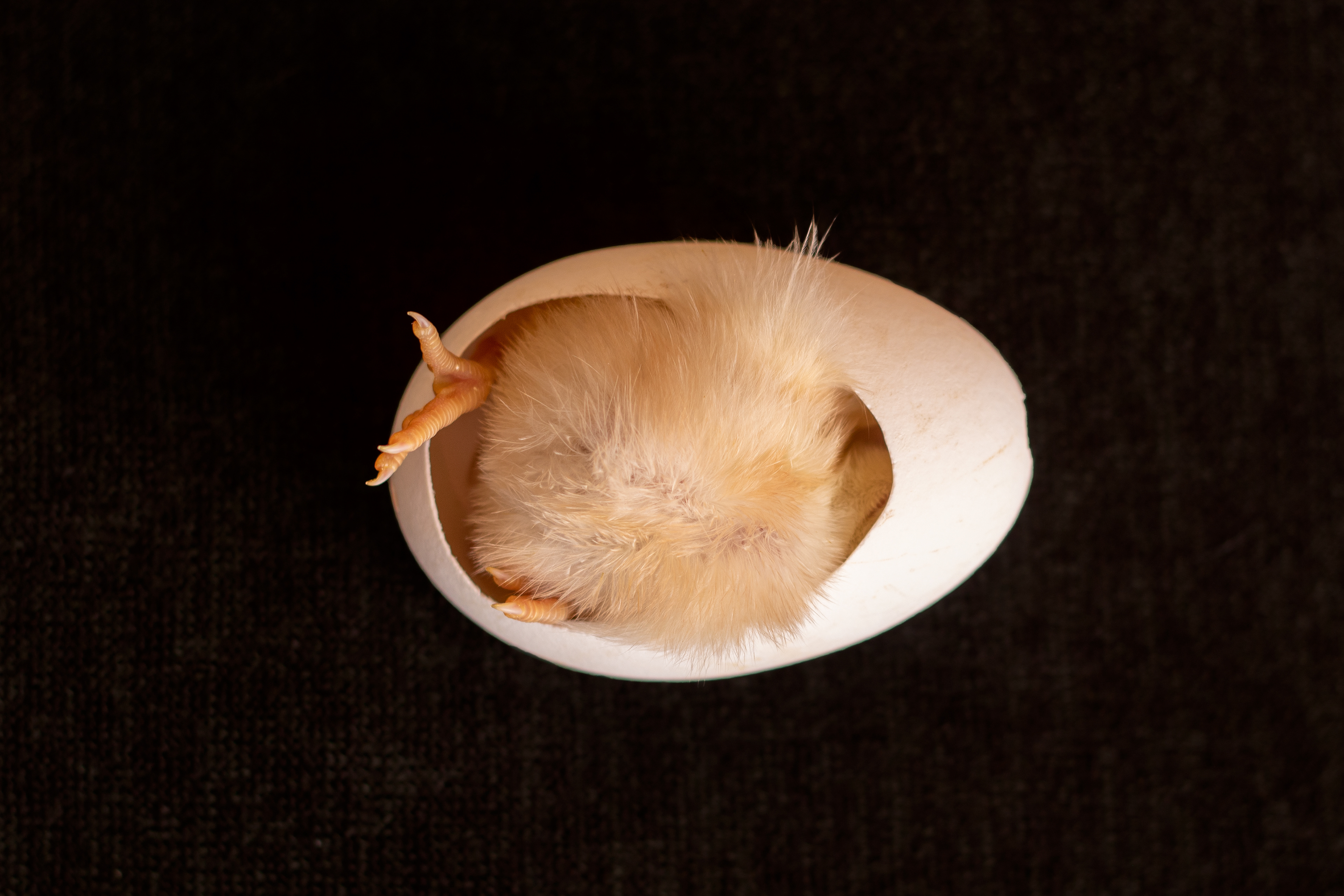 chick in goose egg