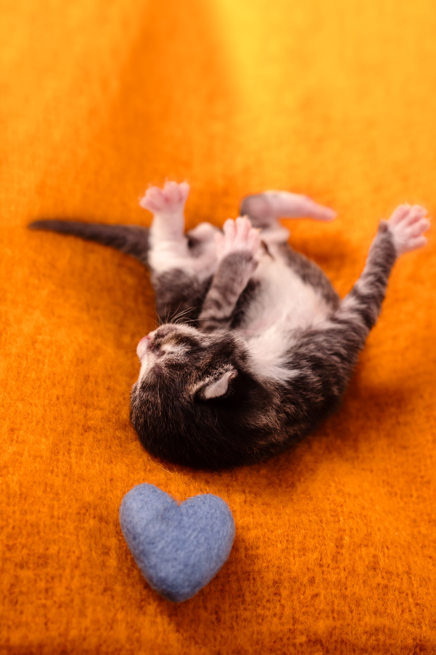 Foster kitten Morgan