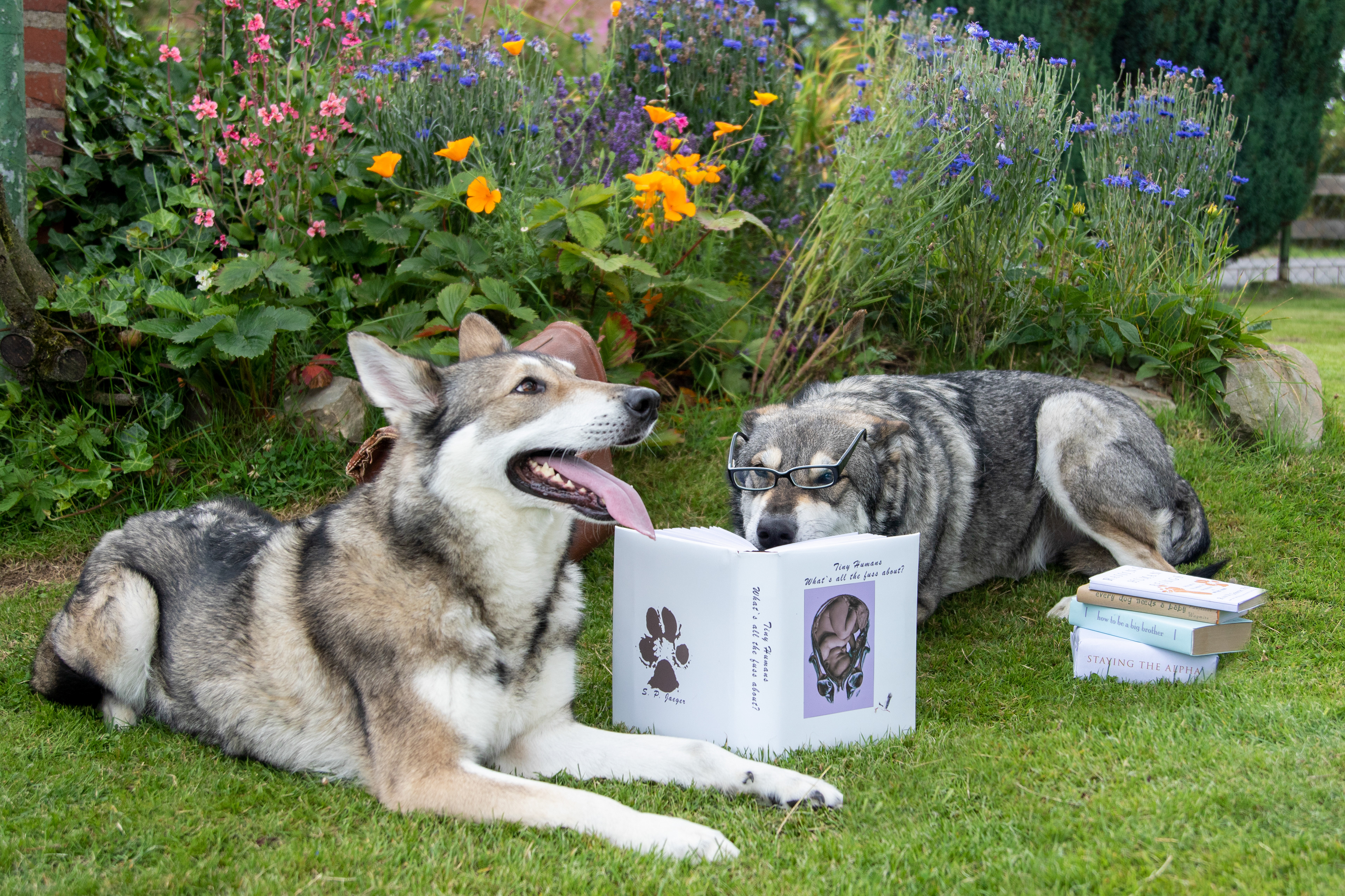 How to become a big brother?