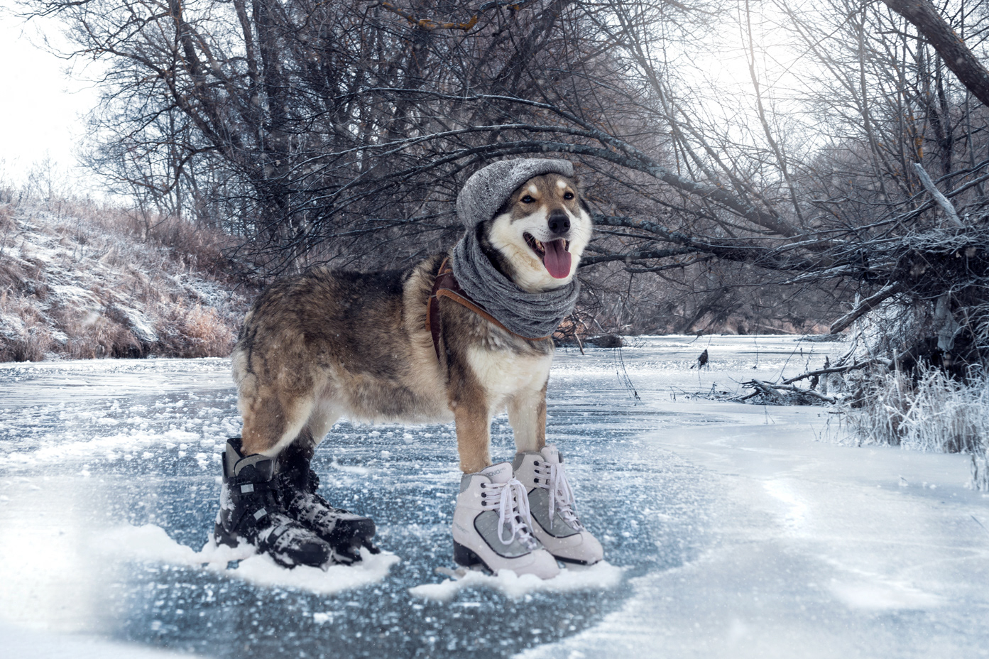 wolfdog Ghost on ice