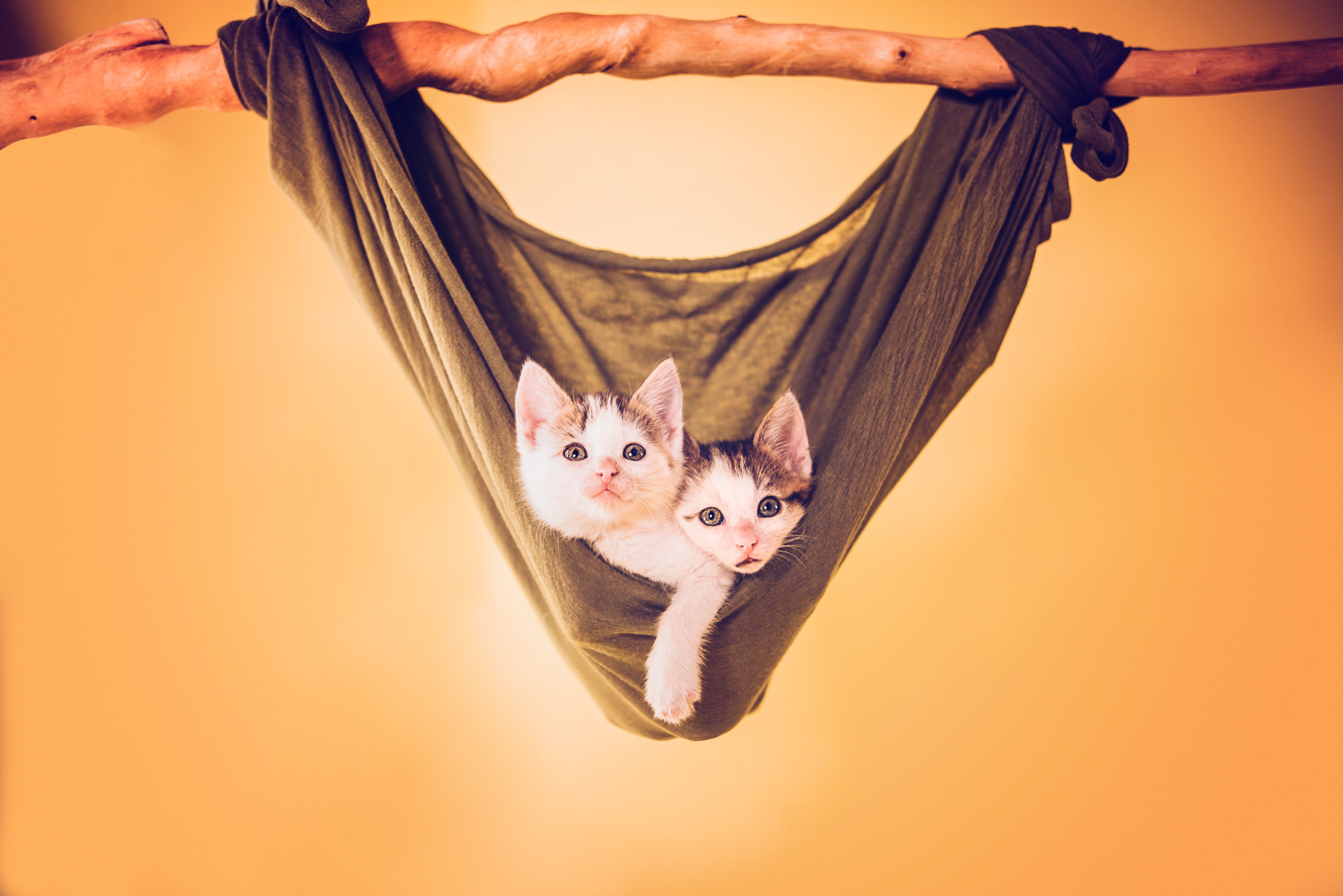 foster Kitten Mavis and Amy