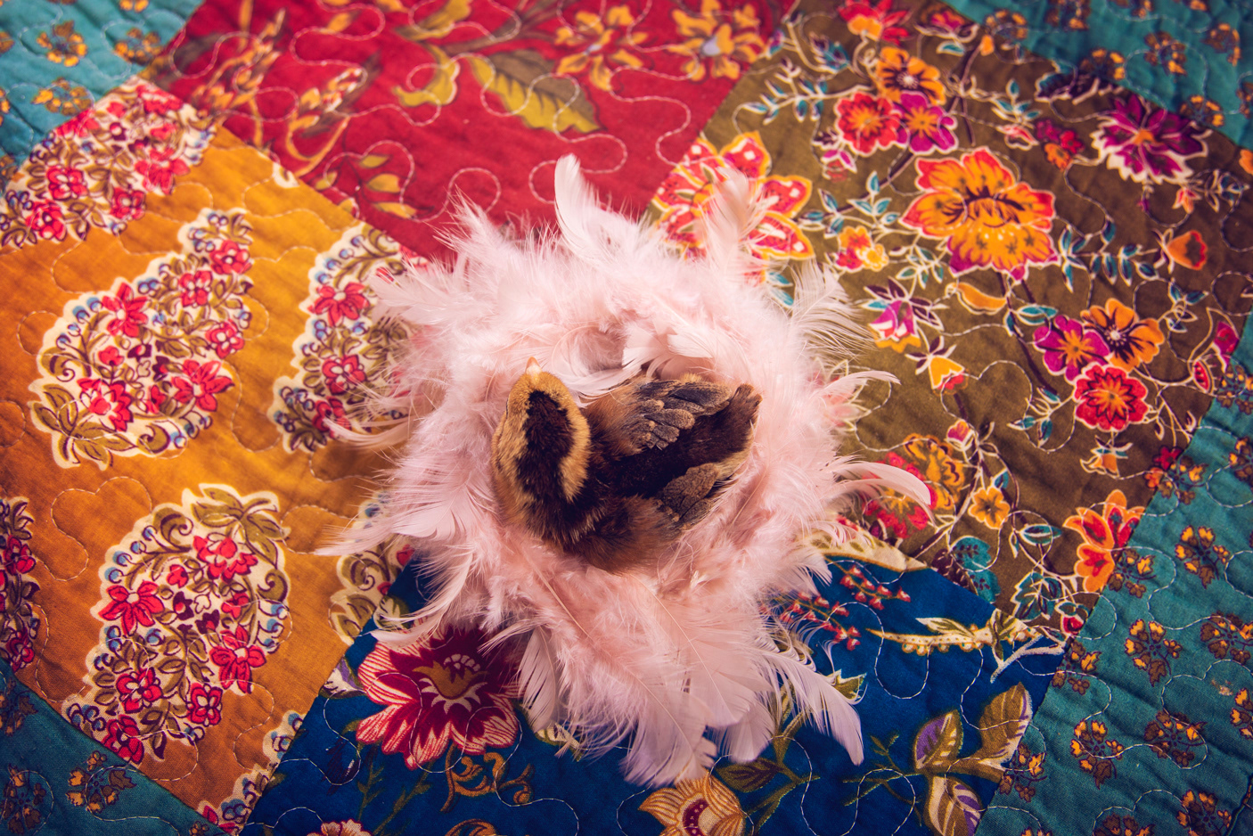 easter chick by @Geflügelhof_Brunnert 