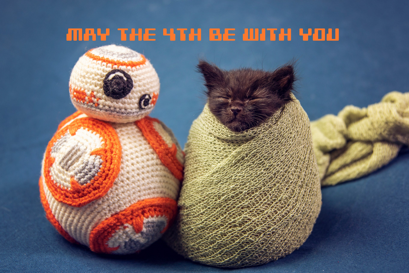 foster kitten Oreo (†)