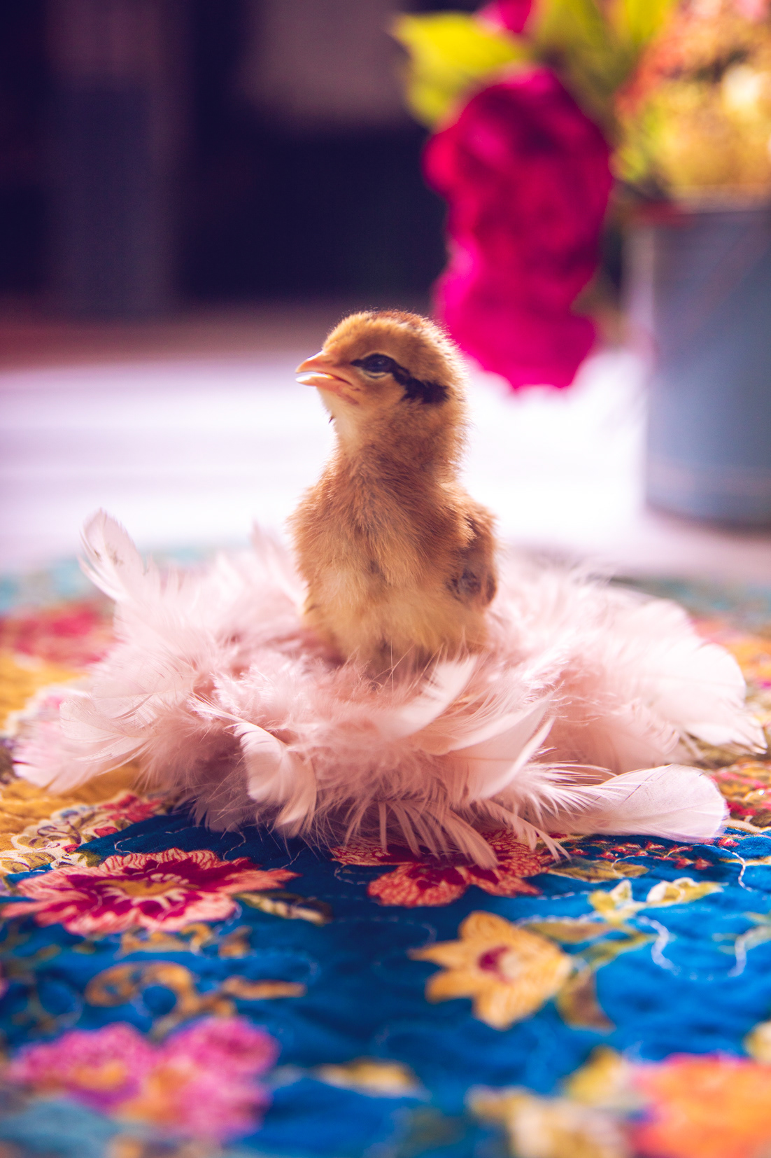 easter chick by @Geflügelhof_Brunnert 