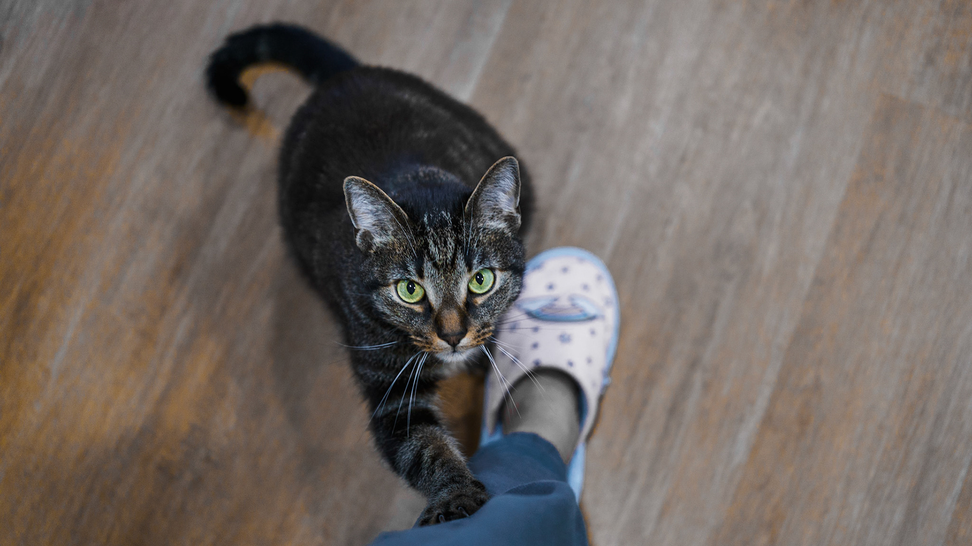 2024-09-25 Hey human. I'm here. Look at me. Down here 😸