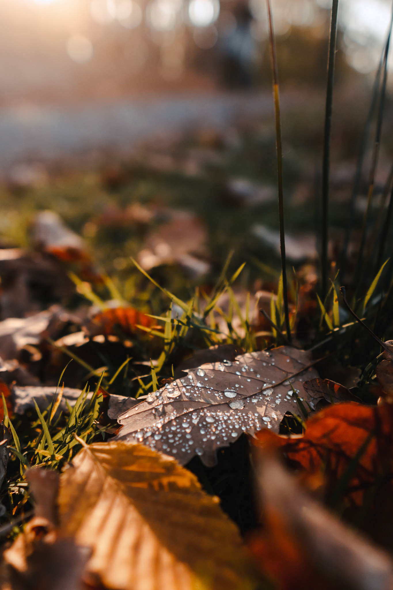 2024-10-03 Autumn light 🍁