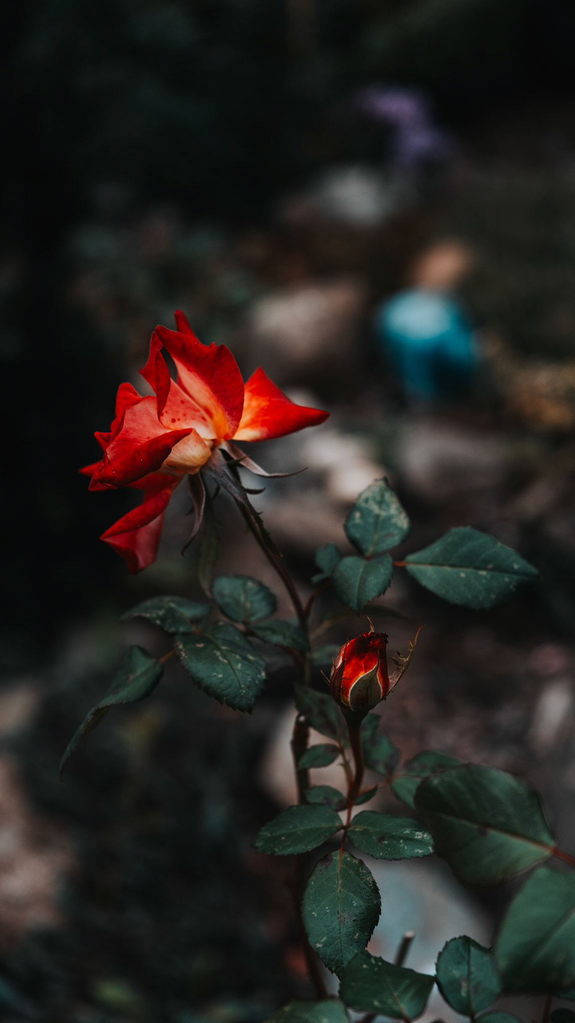 2024-10-06 🥀