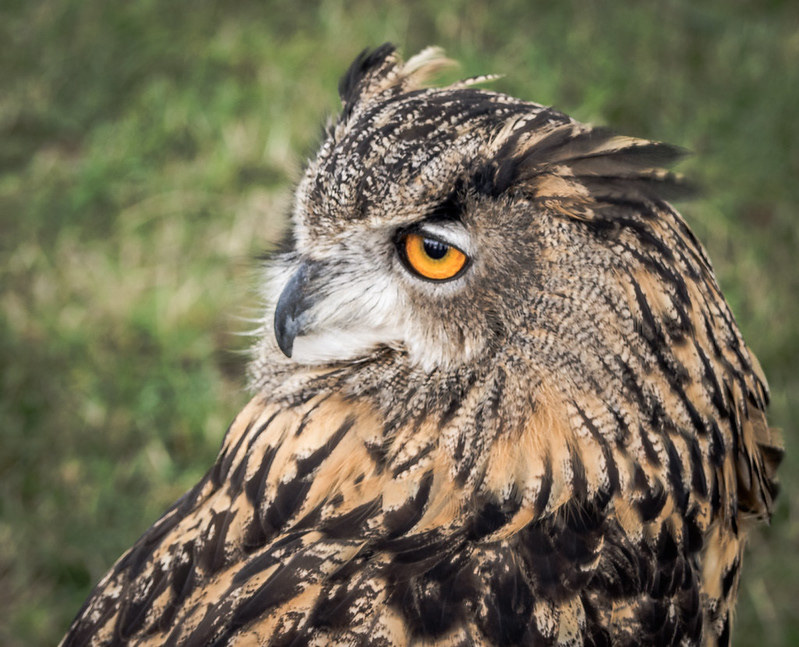 Eagle Owl
