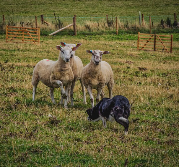 Stand off