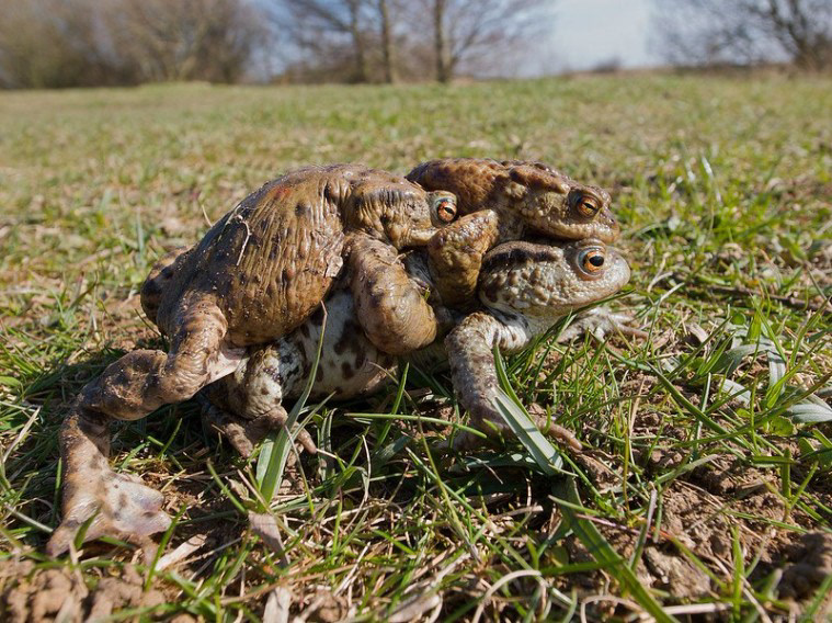 Toad Taxi