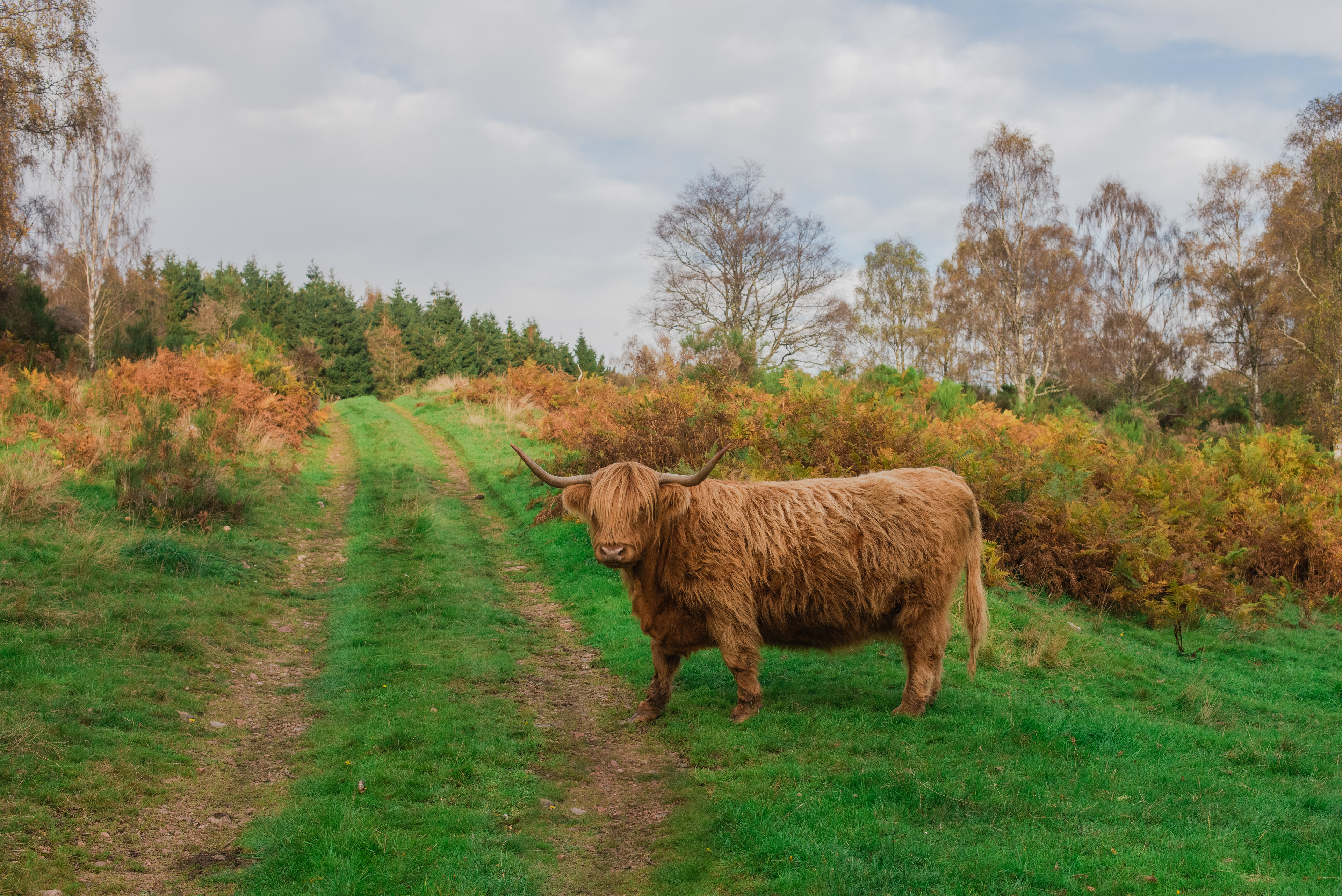 Highland Cow, October 2021