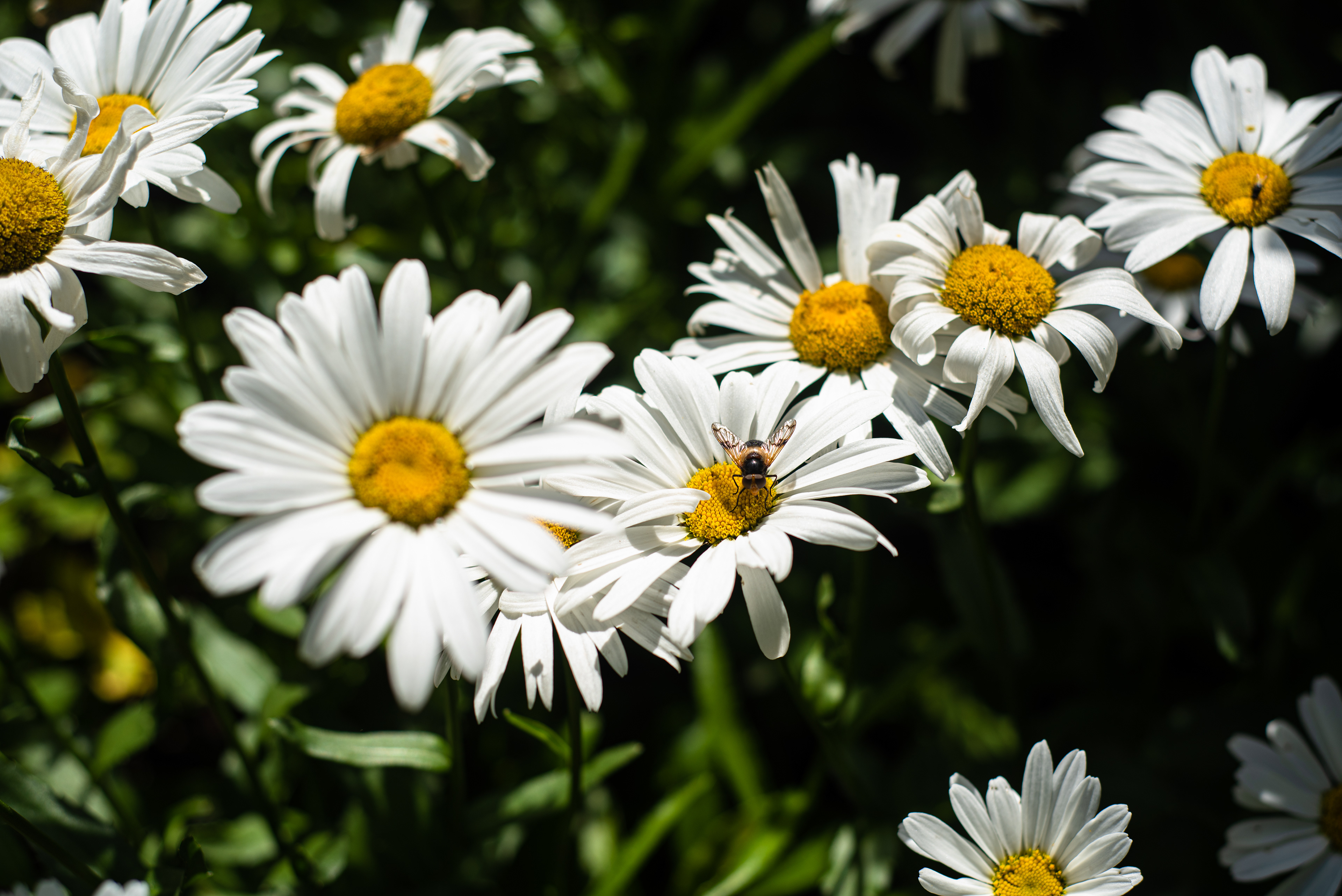 Dunvegan Castle & Gardens, August 2020