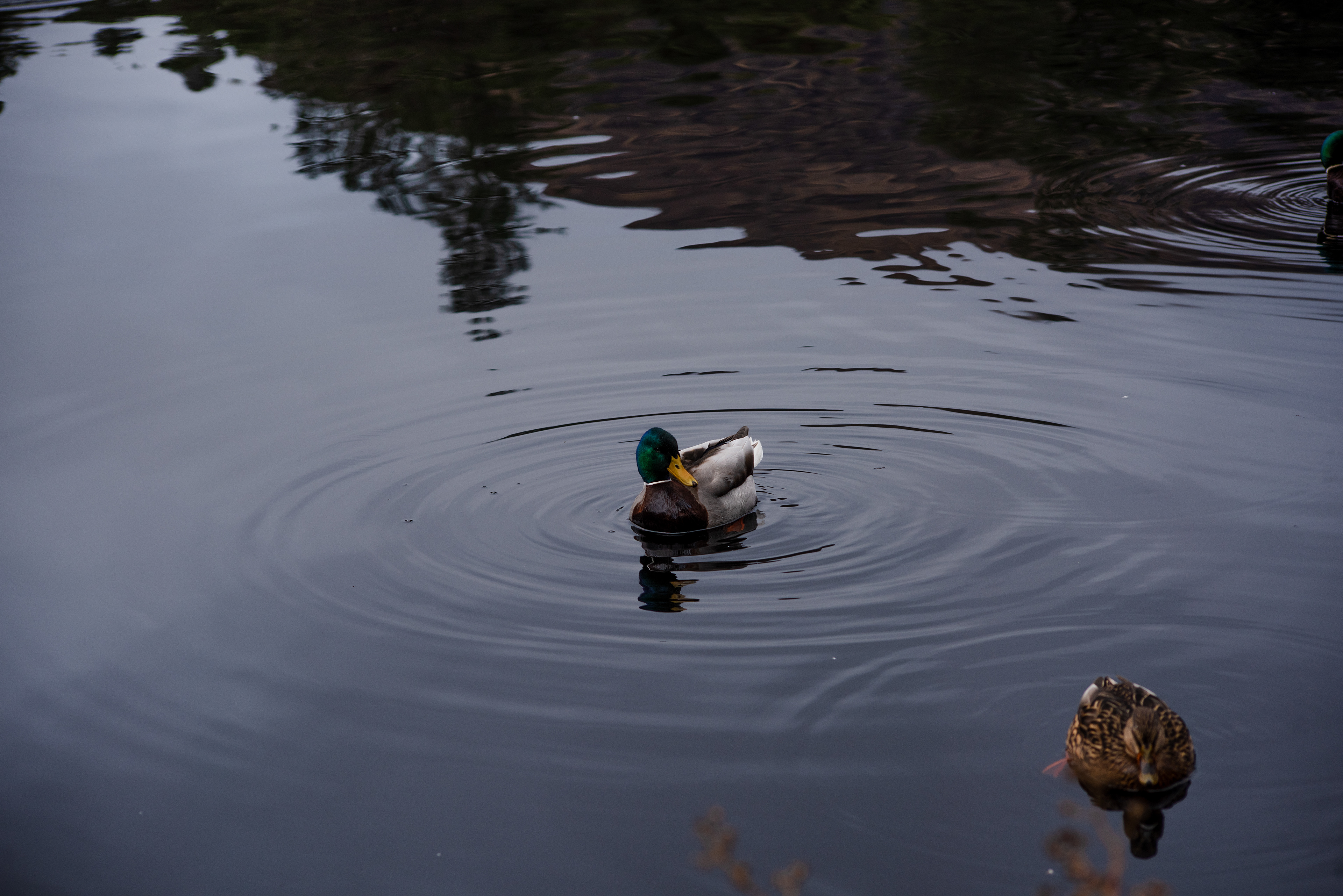 Mallard, Glencoe Lochan, February 2021