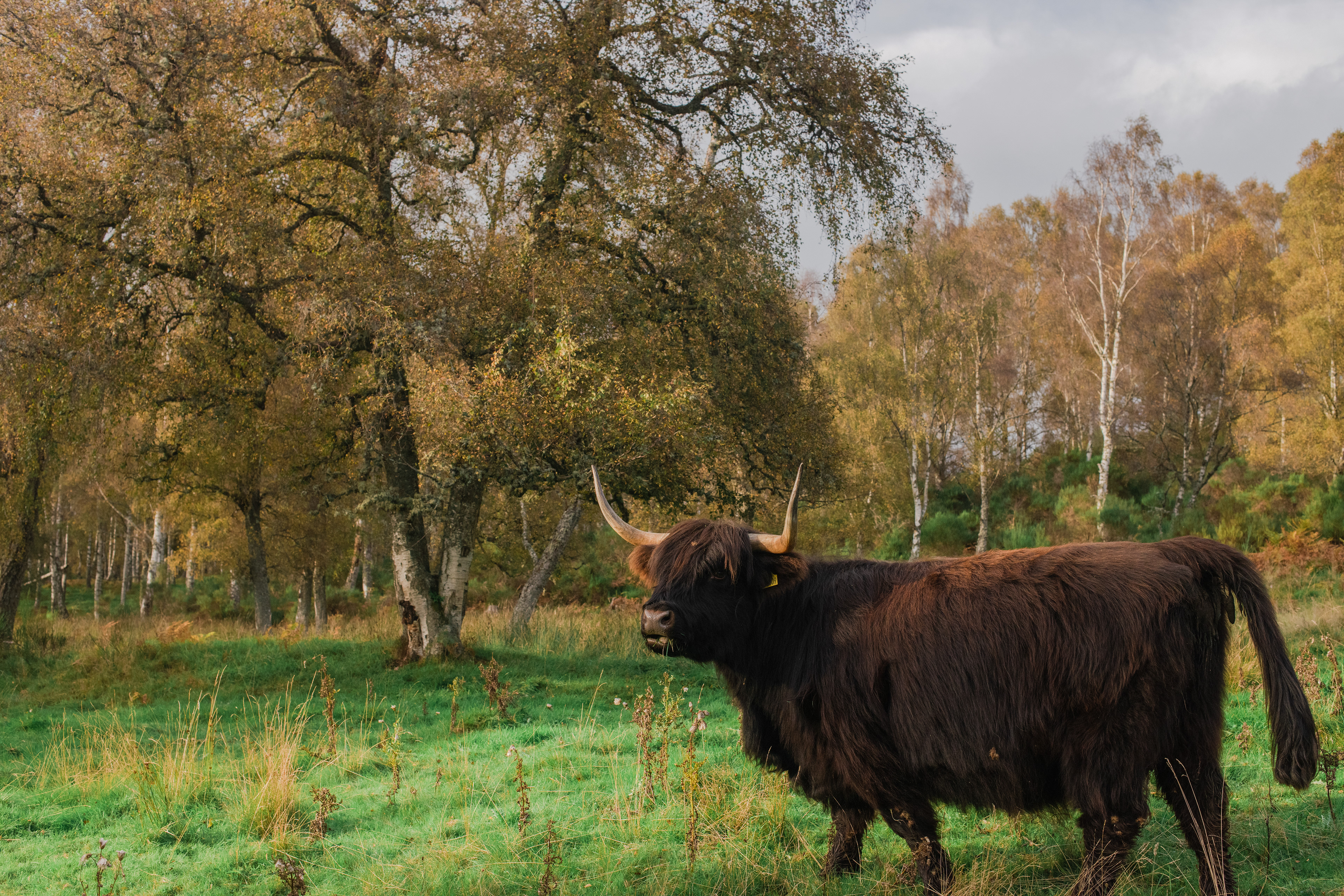 Highland Cow, October 2021