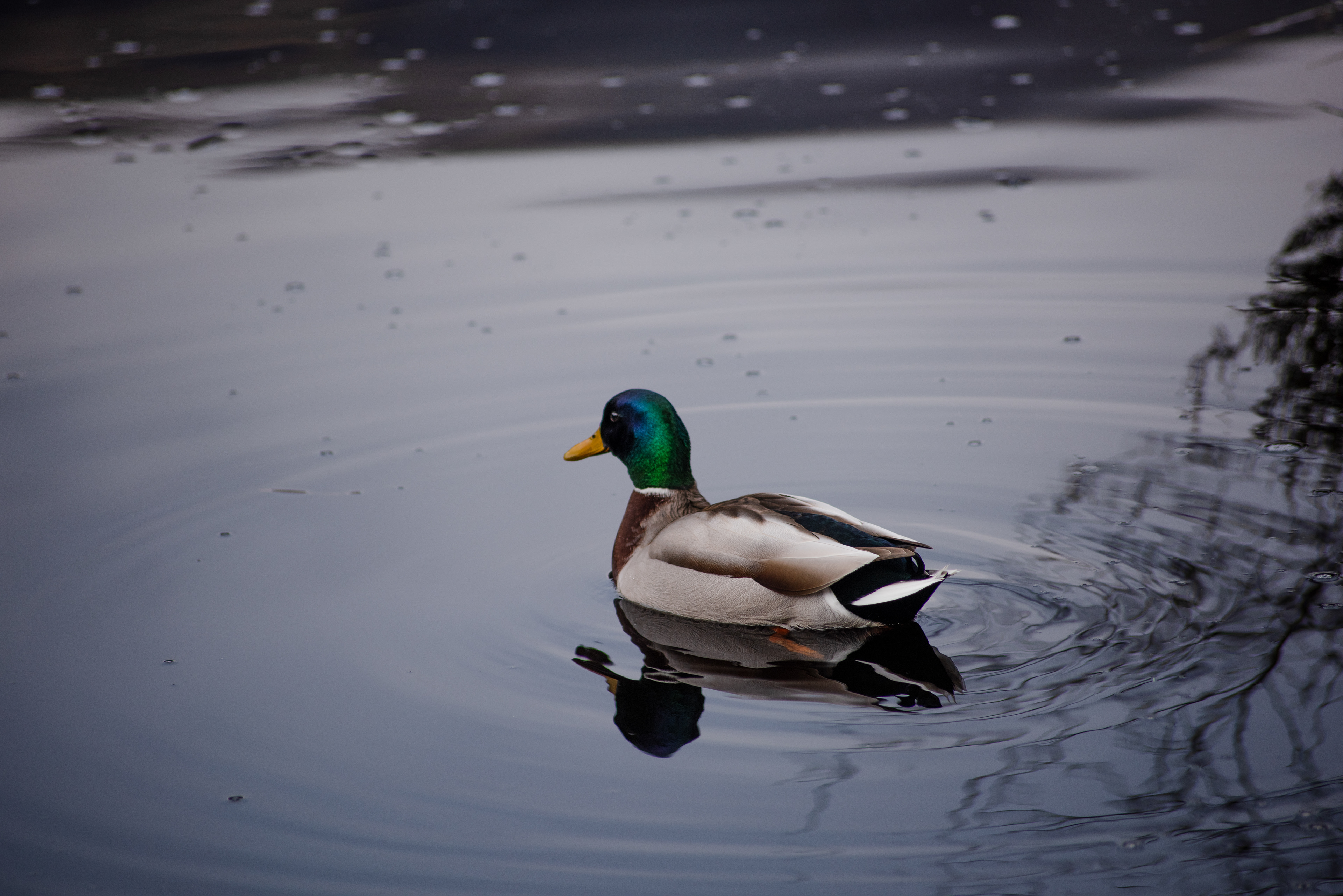 Mallard, Glencoe Lochan, February 2021