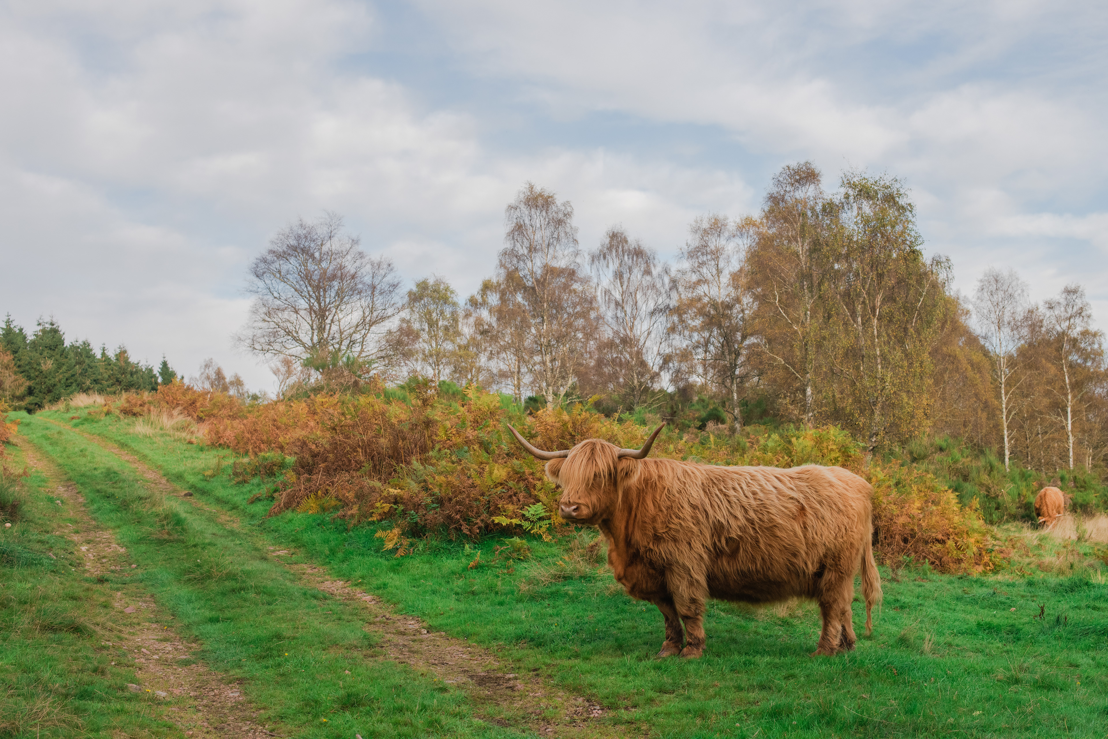 Highland Cow, October 2021