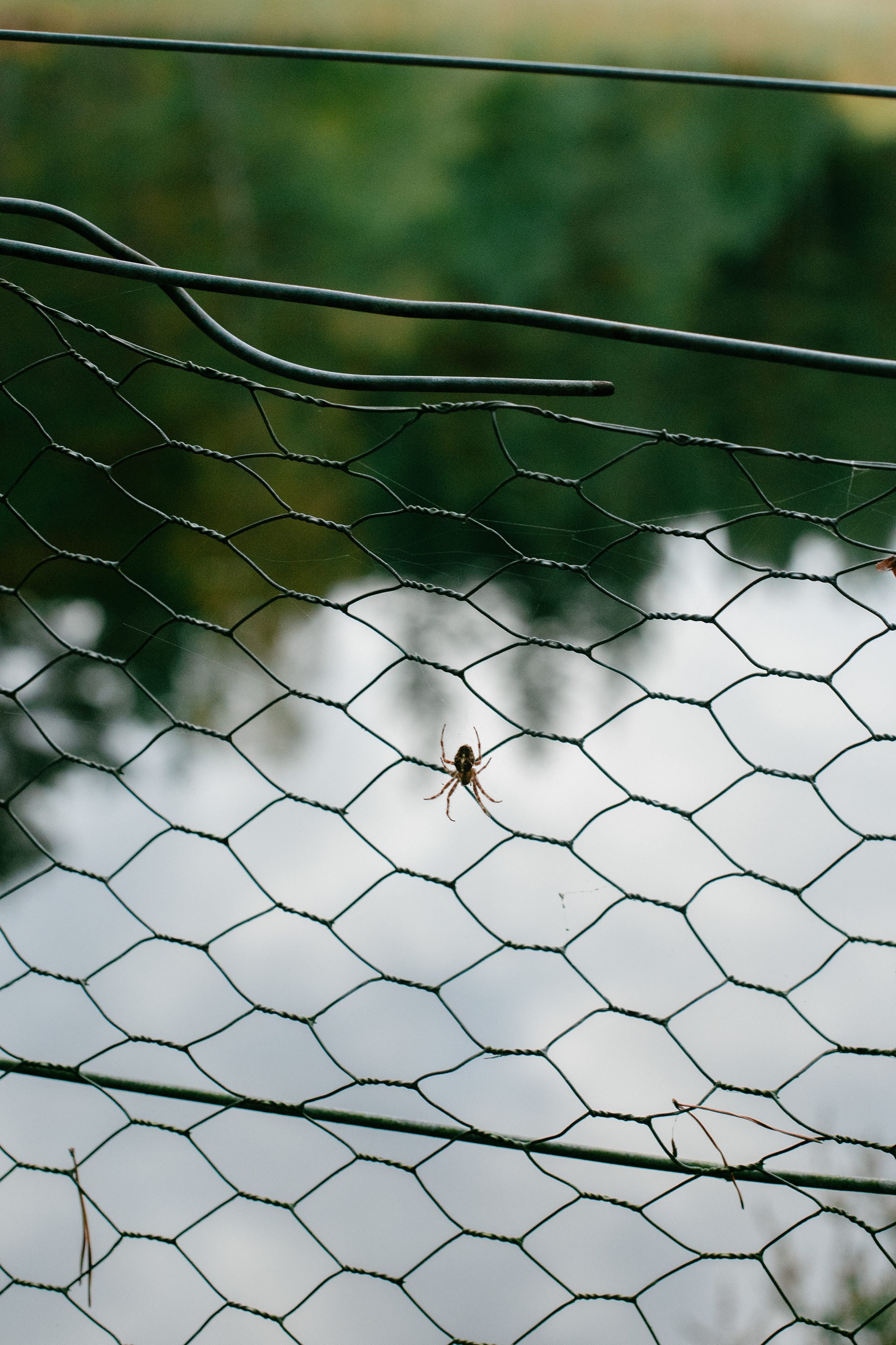 Spider, October 2021