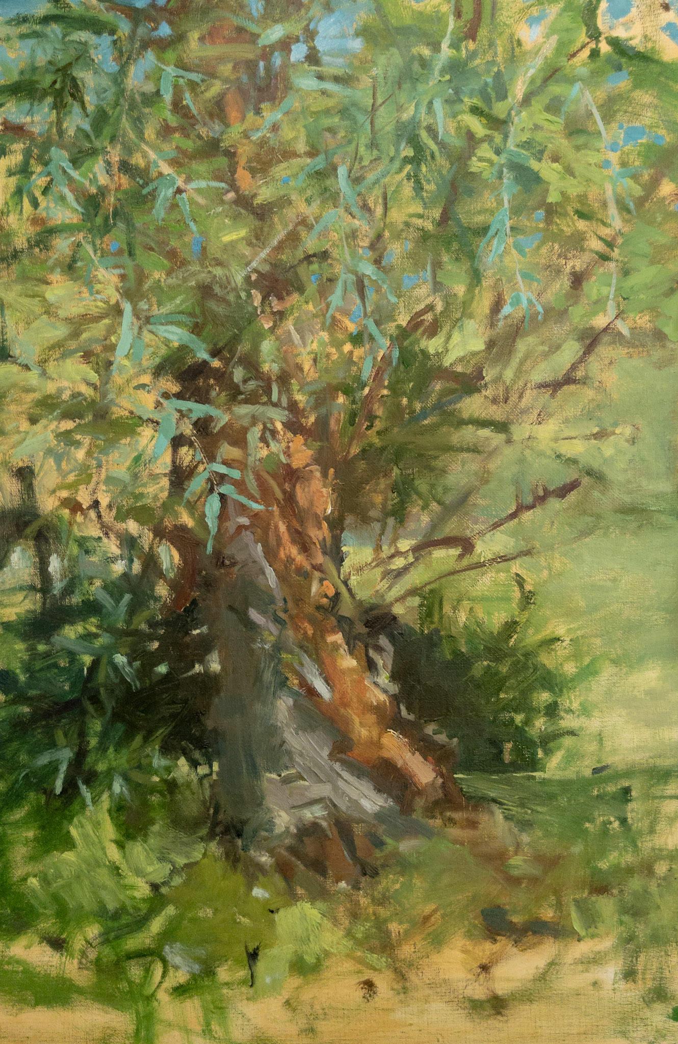 Willow, 22x13, oil on linen, 2022