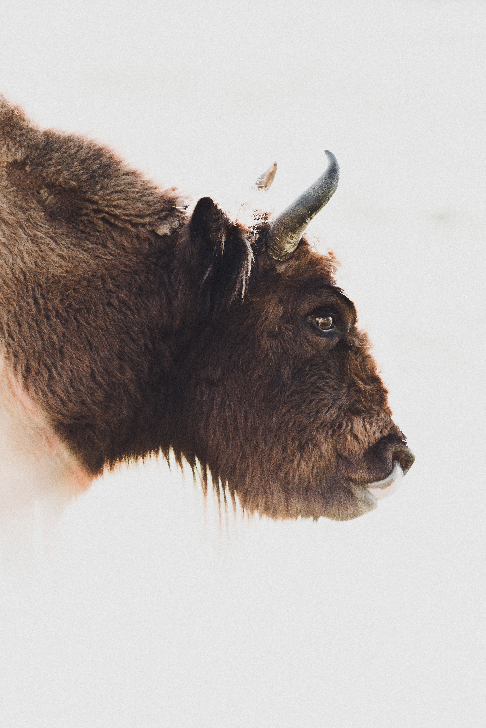 Keine Kuh, sondern ein Wisent - aber nah genug dran.