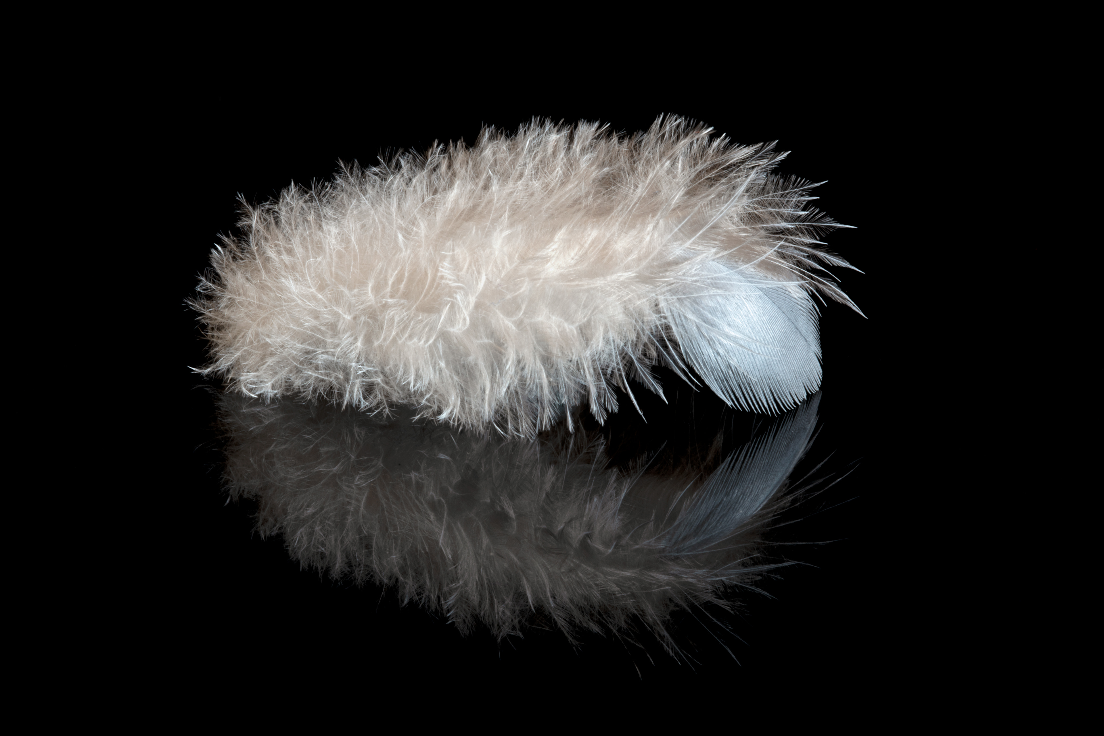Fluffy Feather Reflection