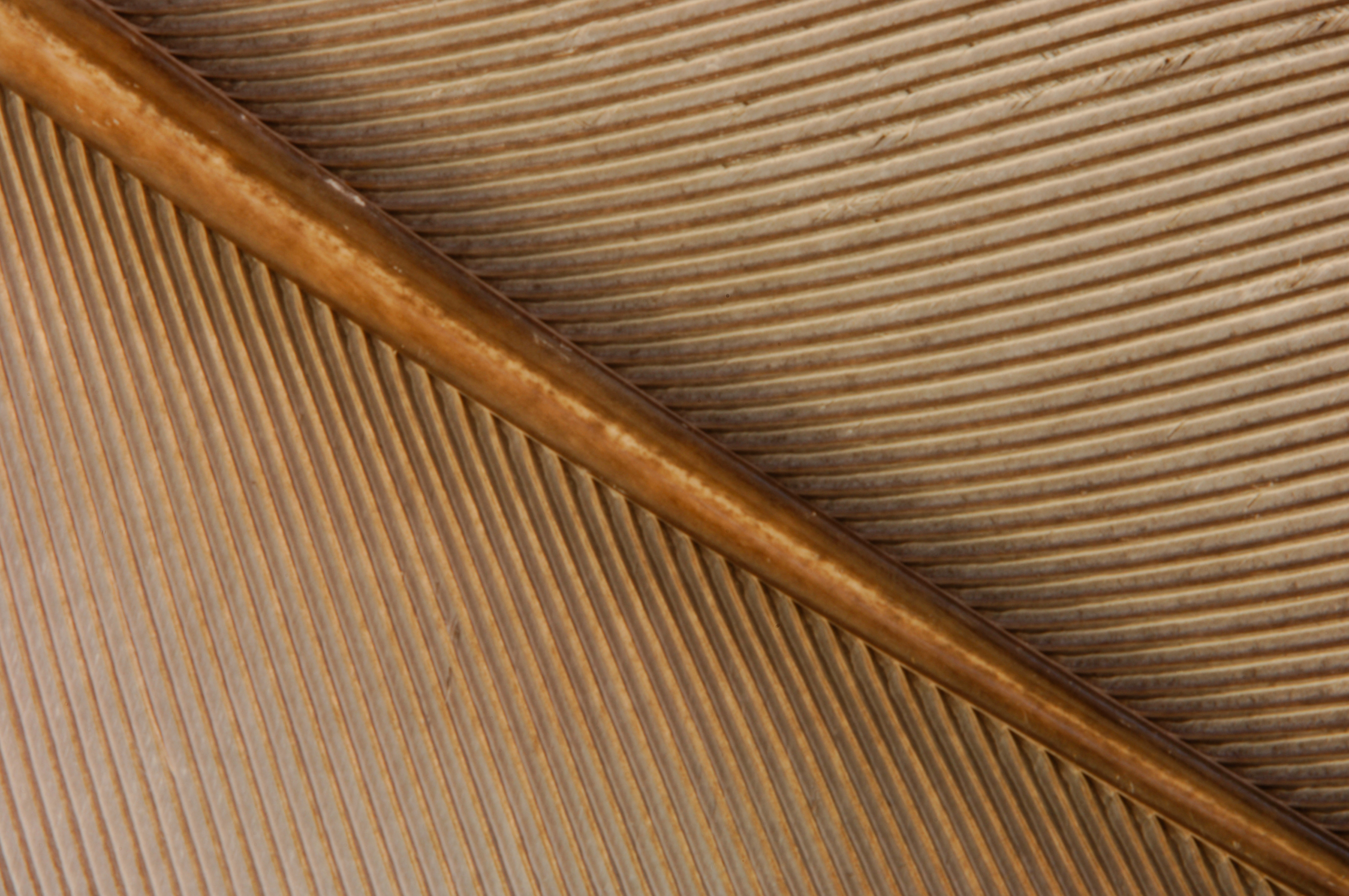 Veins of a feather