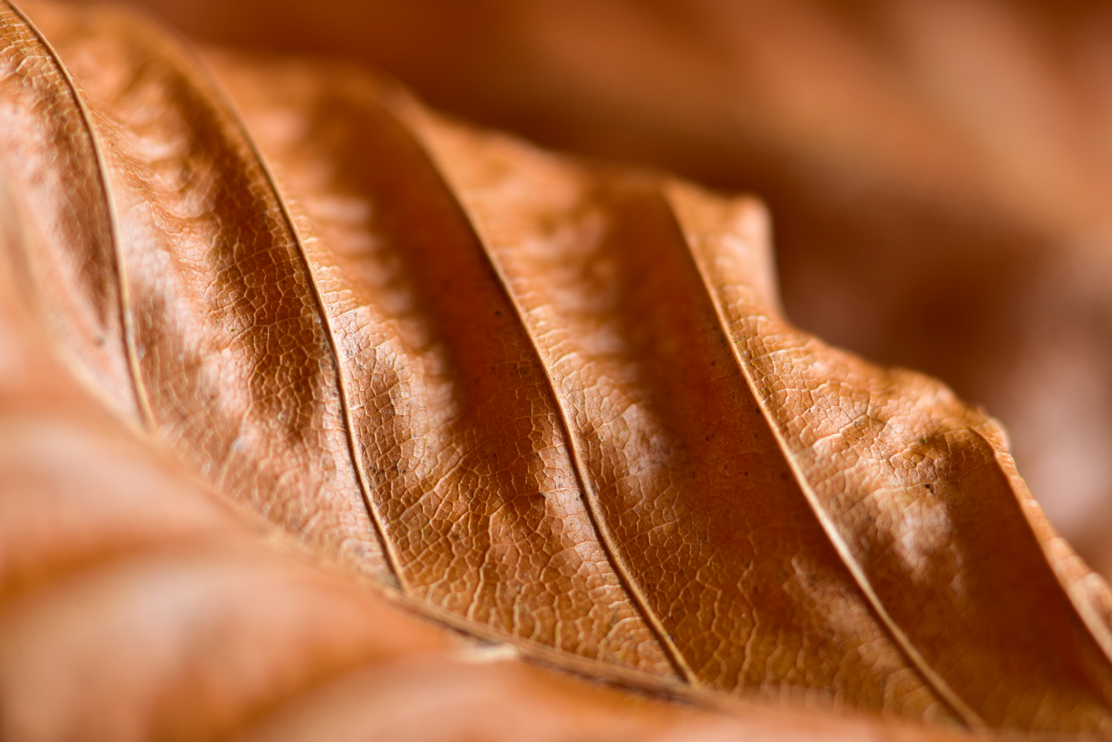 Dried beech leaf showing the veins