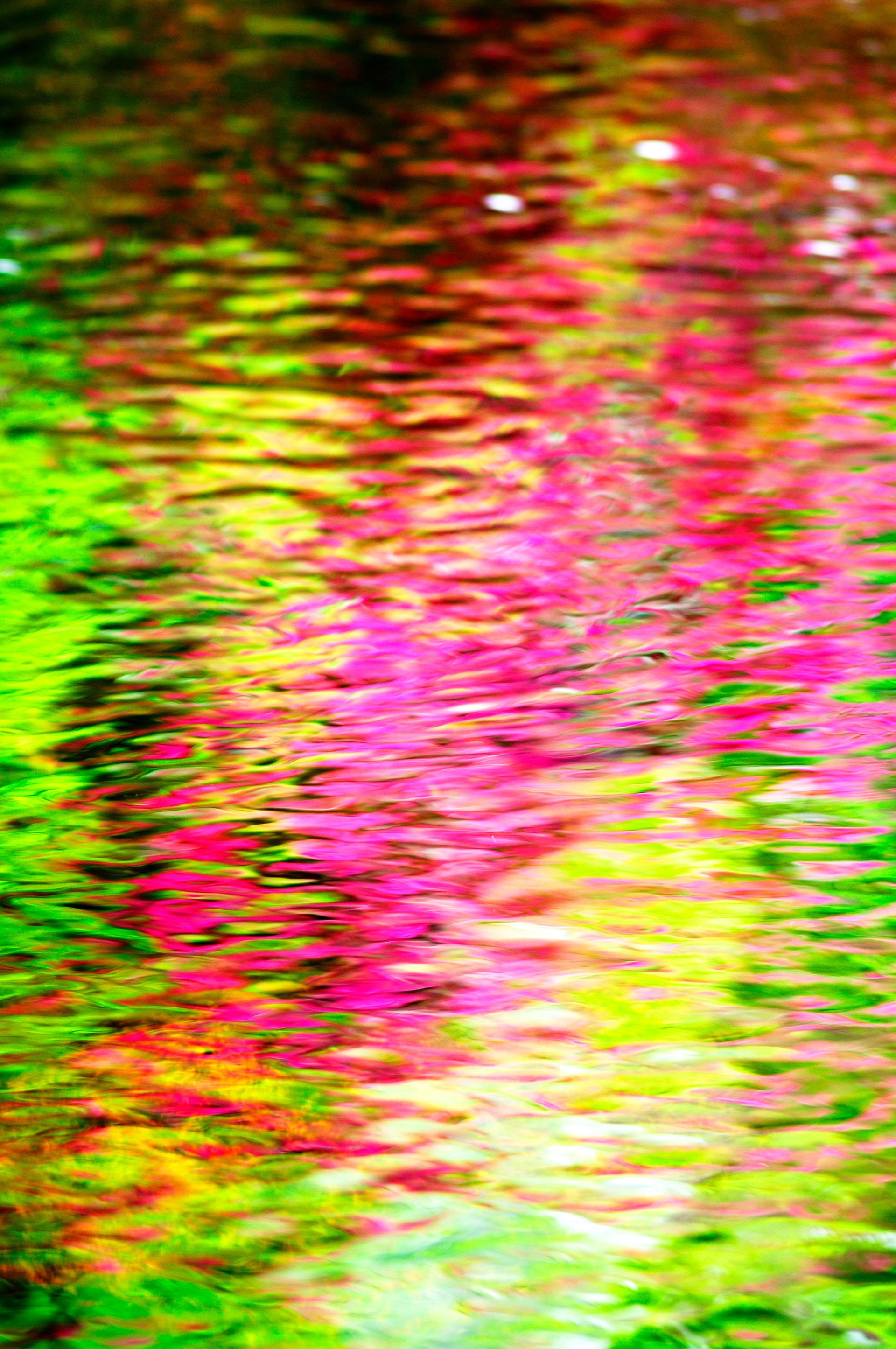 Reflection of Rhododendron flowers 