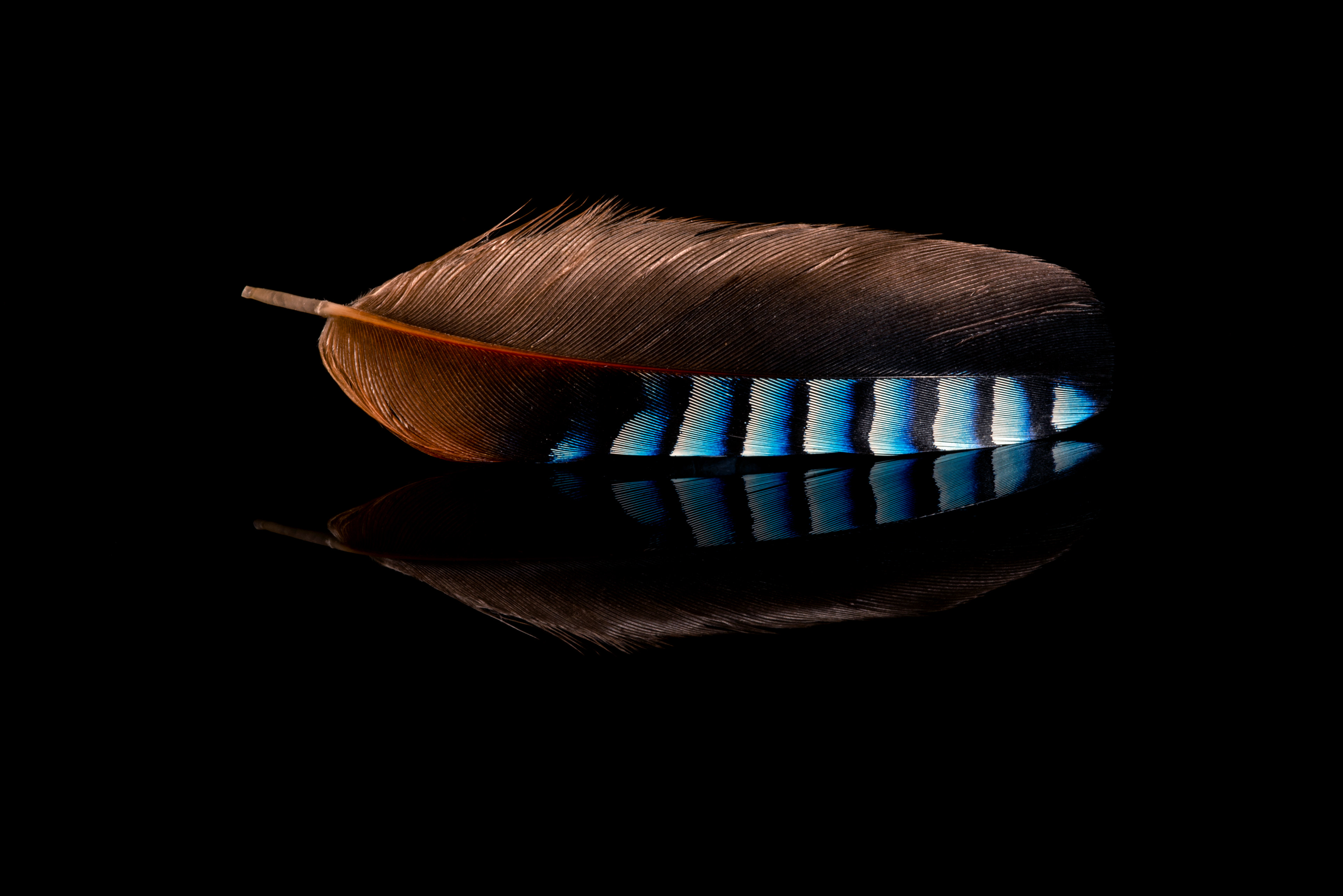 Jay feather 