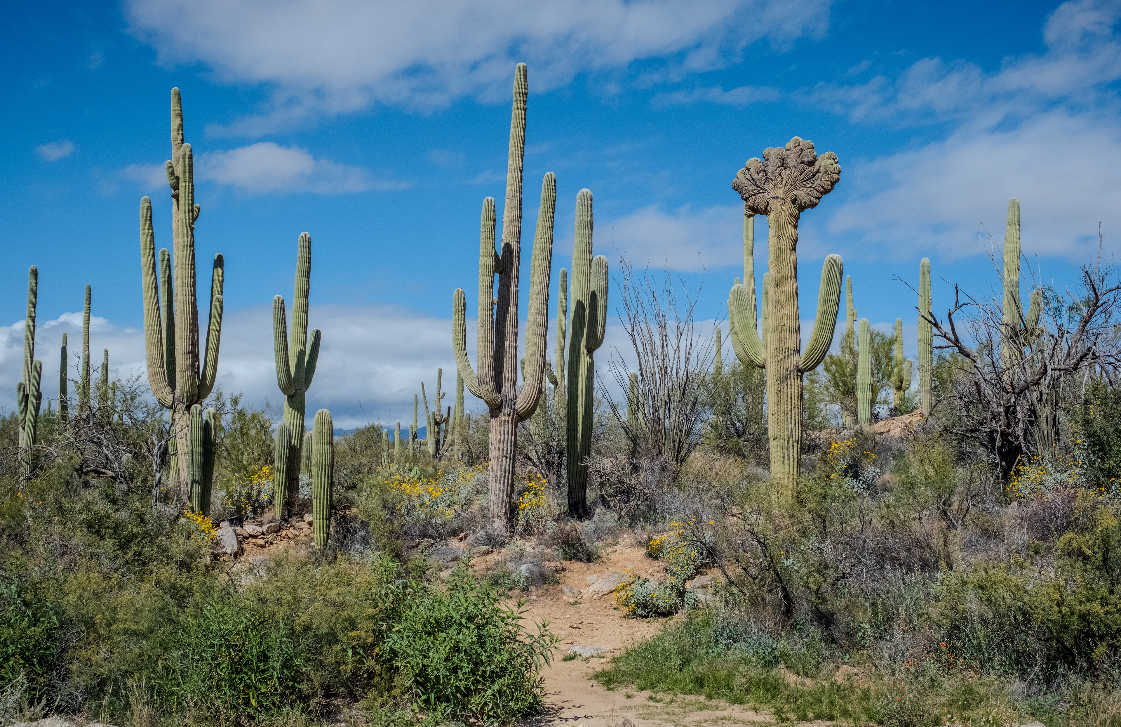 Saguaro National Park ~ Tucson, Arizona