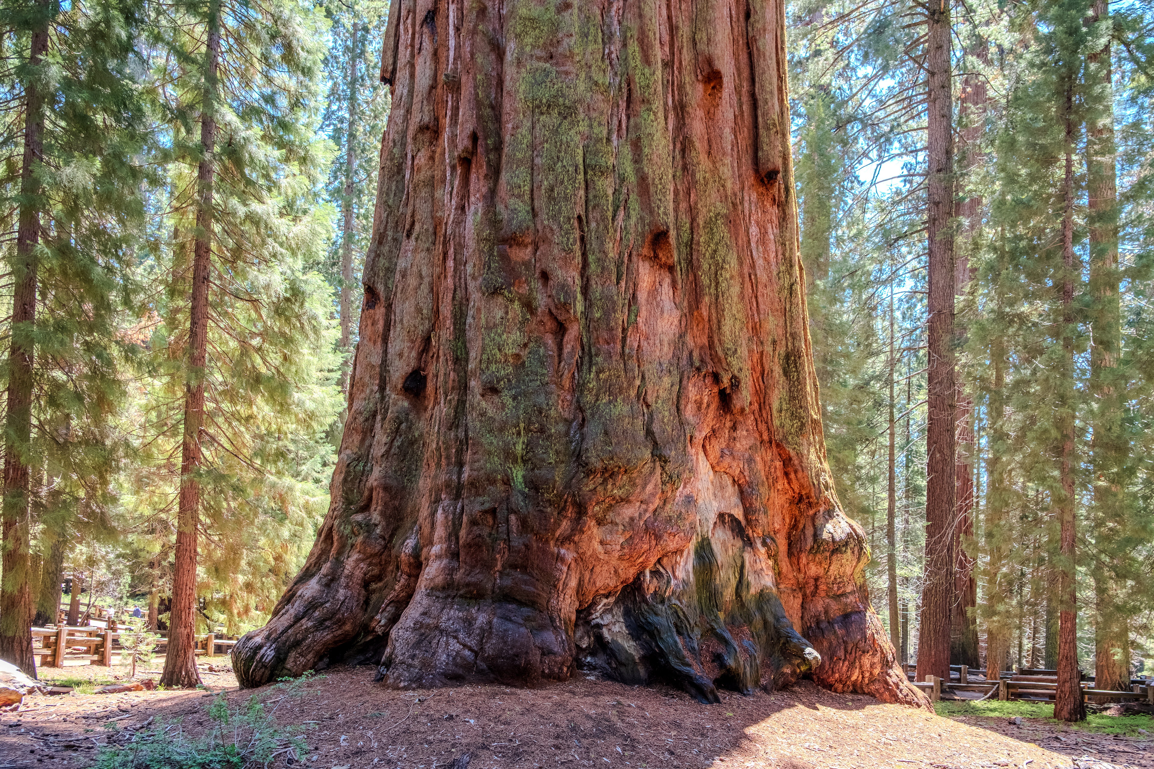 Sequoia National Park, California General Sherman Tree is the largest living single-stem tree on earth by volume.