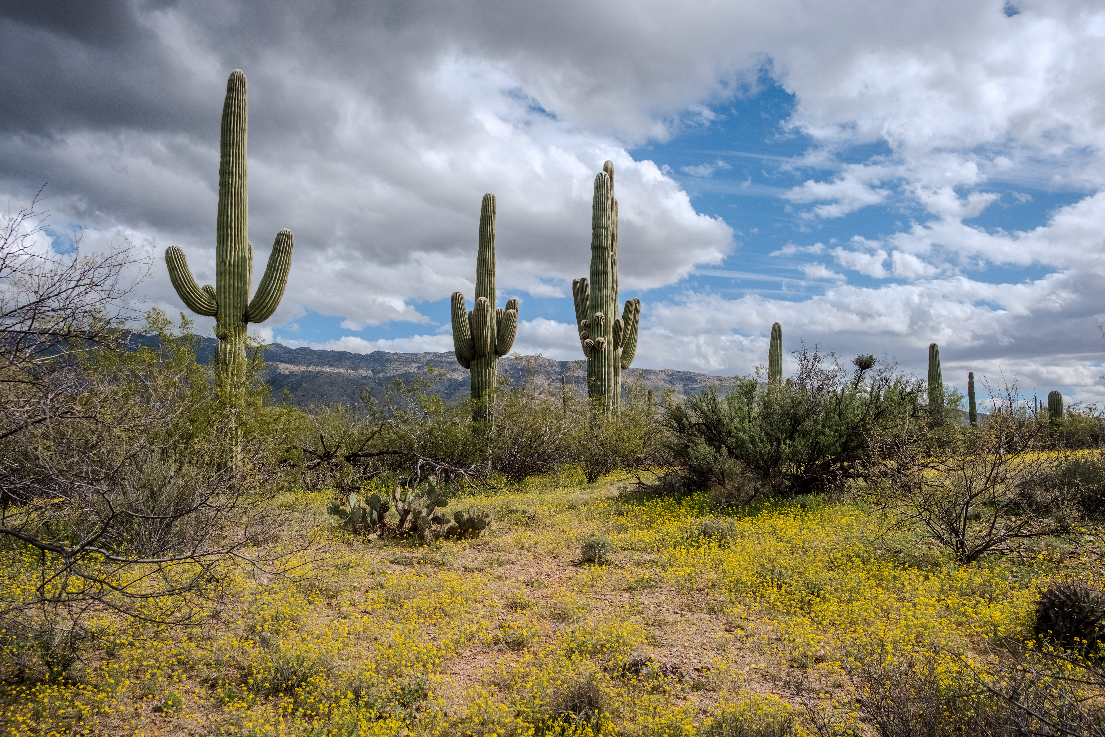 Saguaro National Park ~ Tucson, Arizona