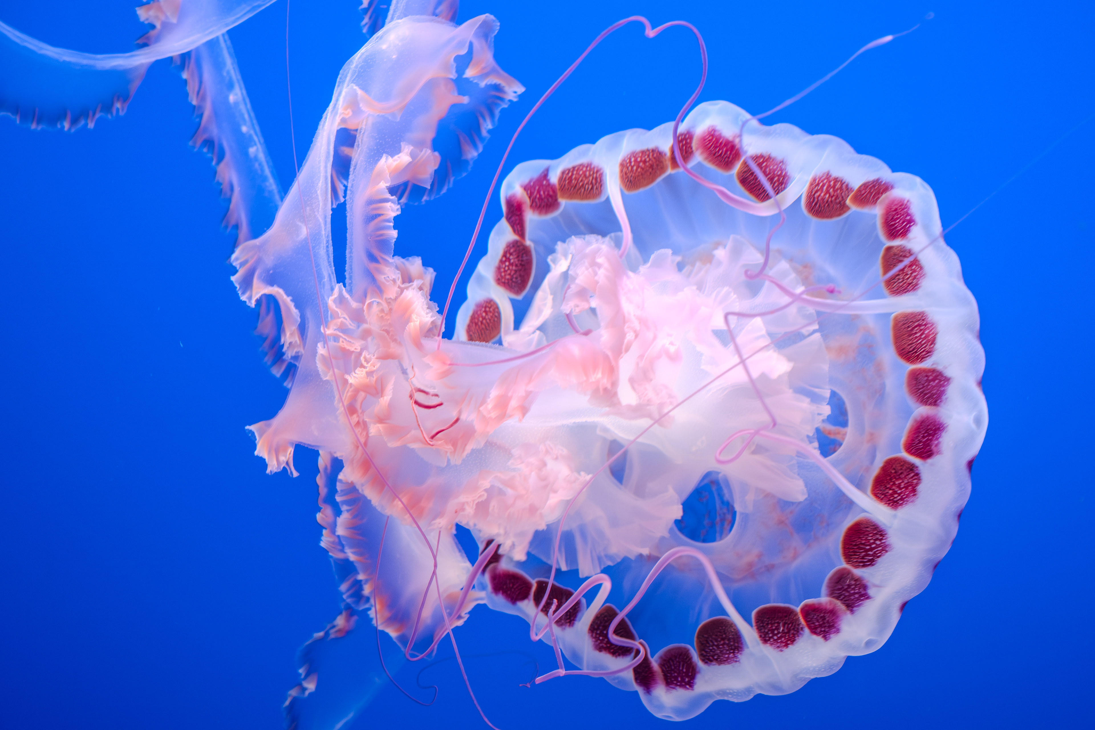 Aquarium Sea Nettle Jellyfish ~ Monterey Bay Aquarium, California 