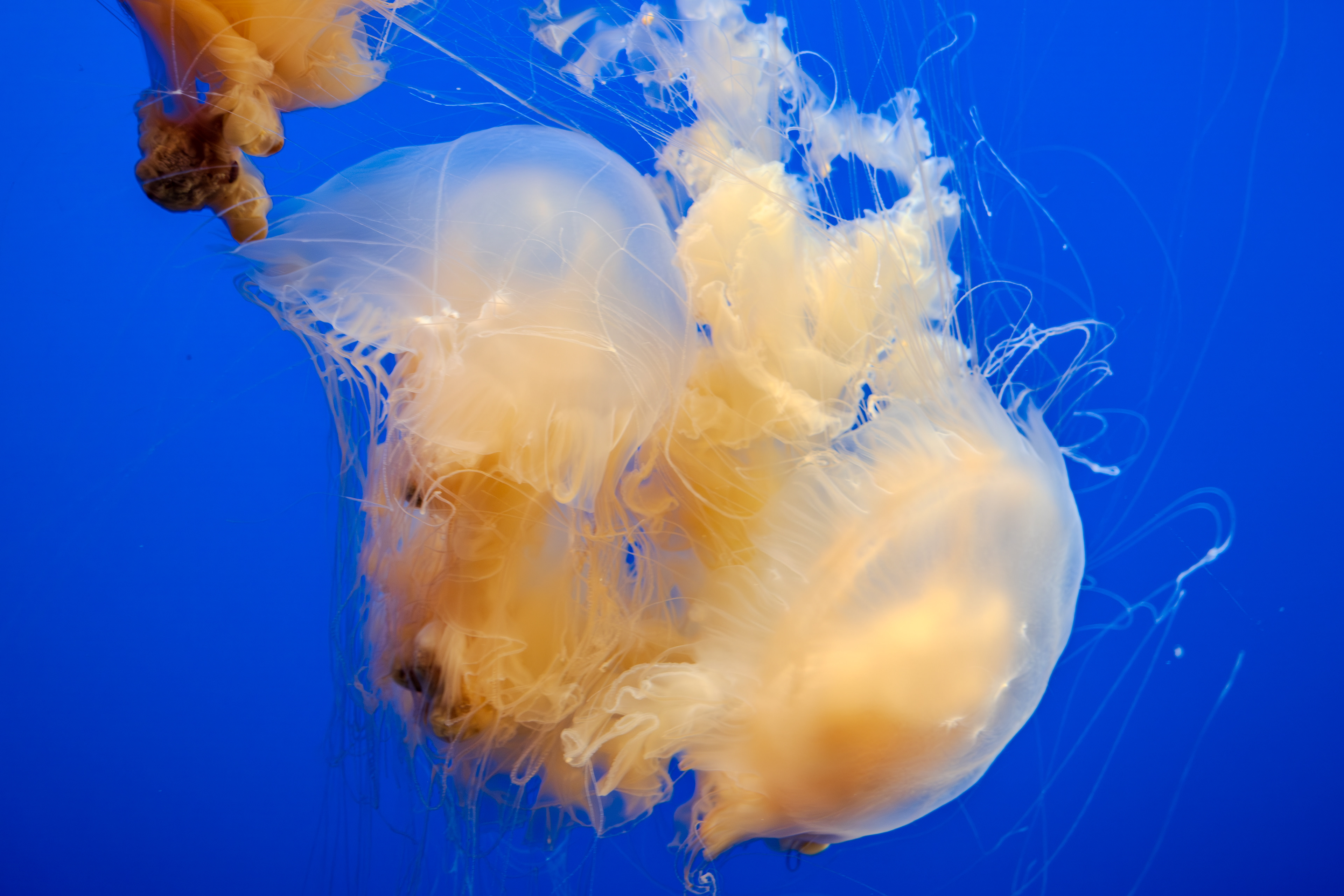 Aquarium Egg-Yolk Jellyfish ~ Monterey Bay Aquarium, California 